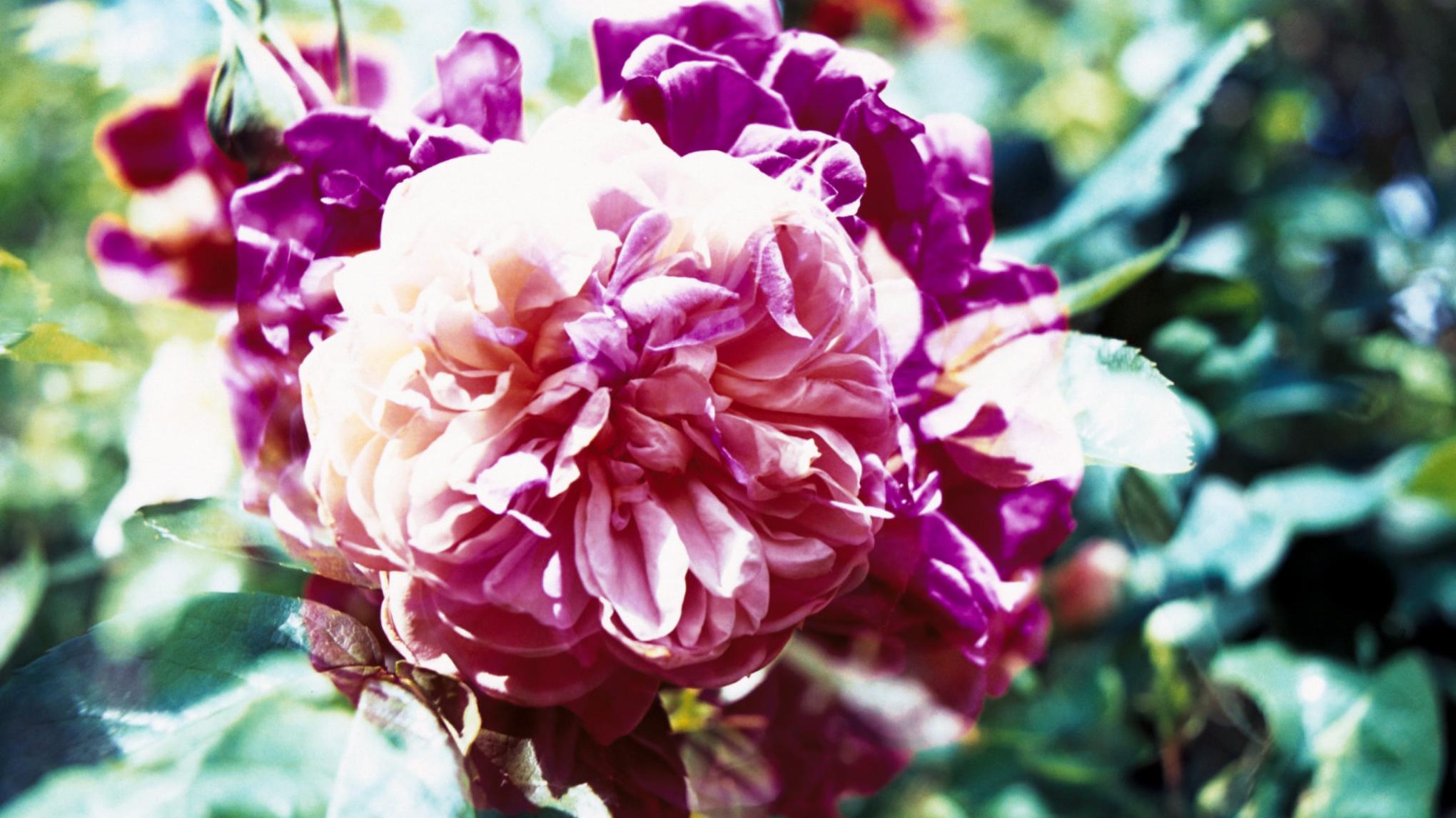 Atelier : Ouverture de hanche à la Grange de Beorn