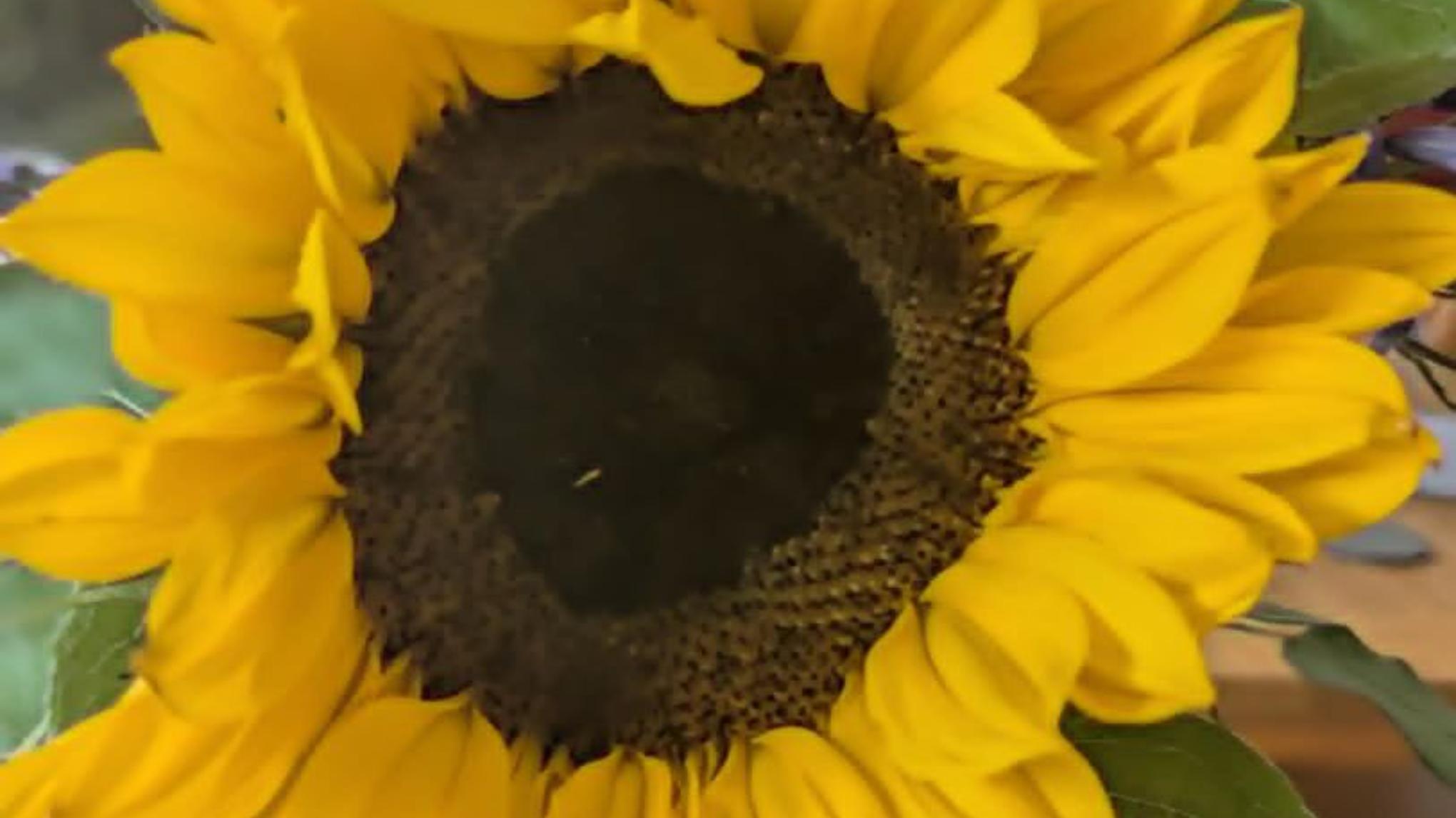 Wild & Well Yoga Day Retreat - 13 June 2026 - £99