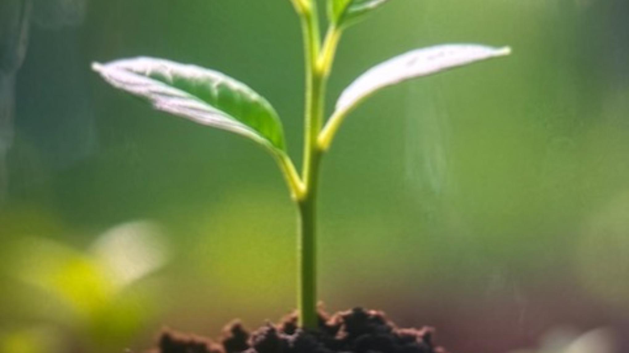 2026 Planting Seeds Workshop