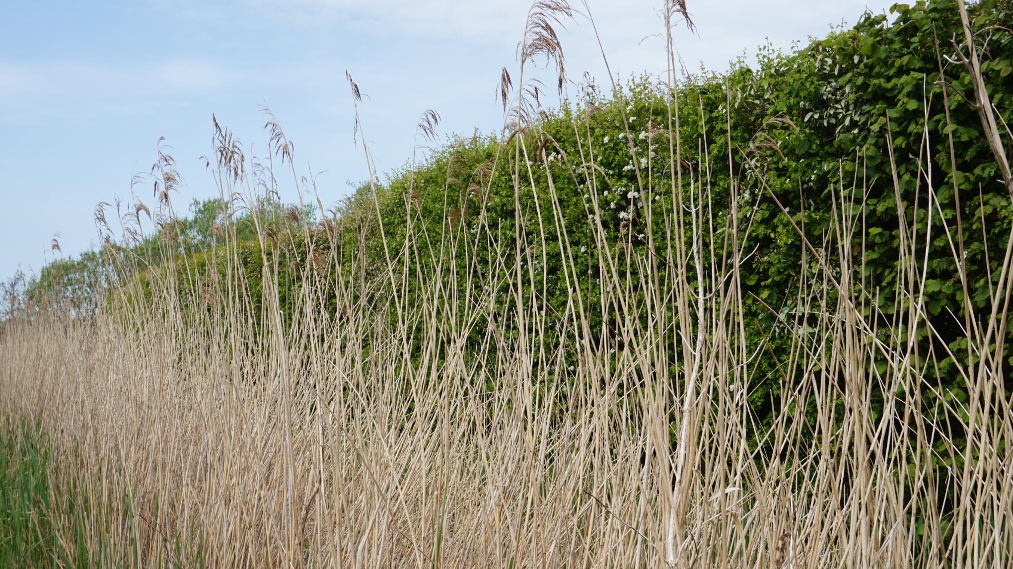 SOFTLY INTO SUMMER | YOGA & SPA & REST (Details Coming Soon!)