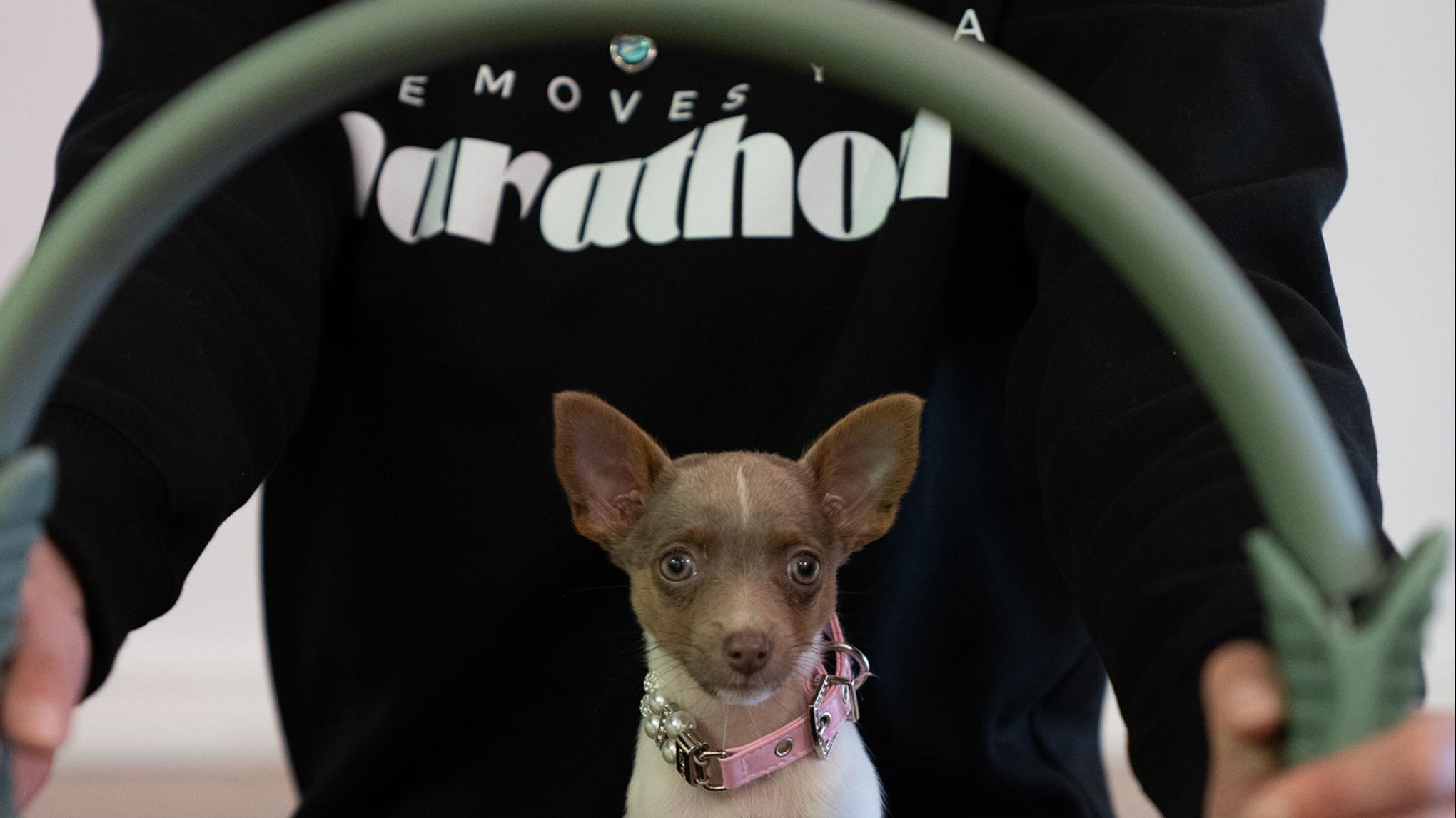 🐾Puppies & Pilates🐾