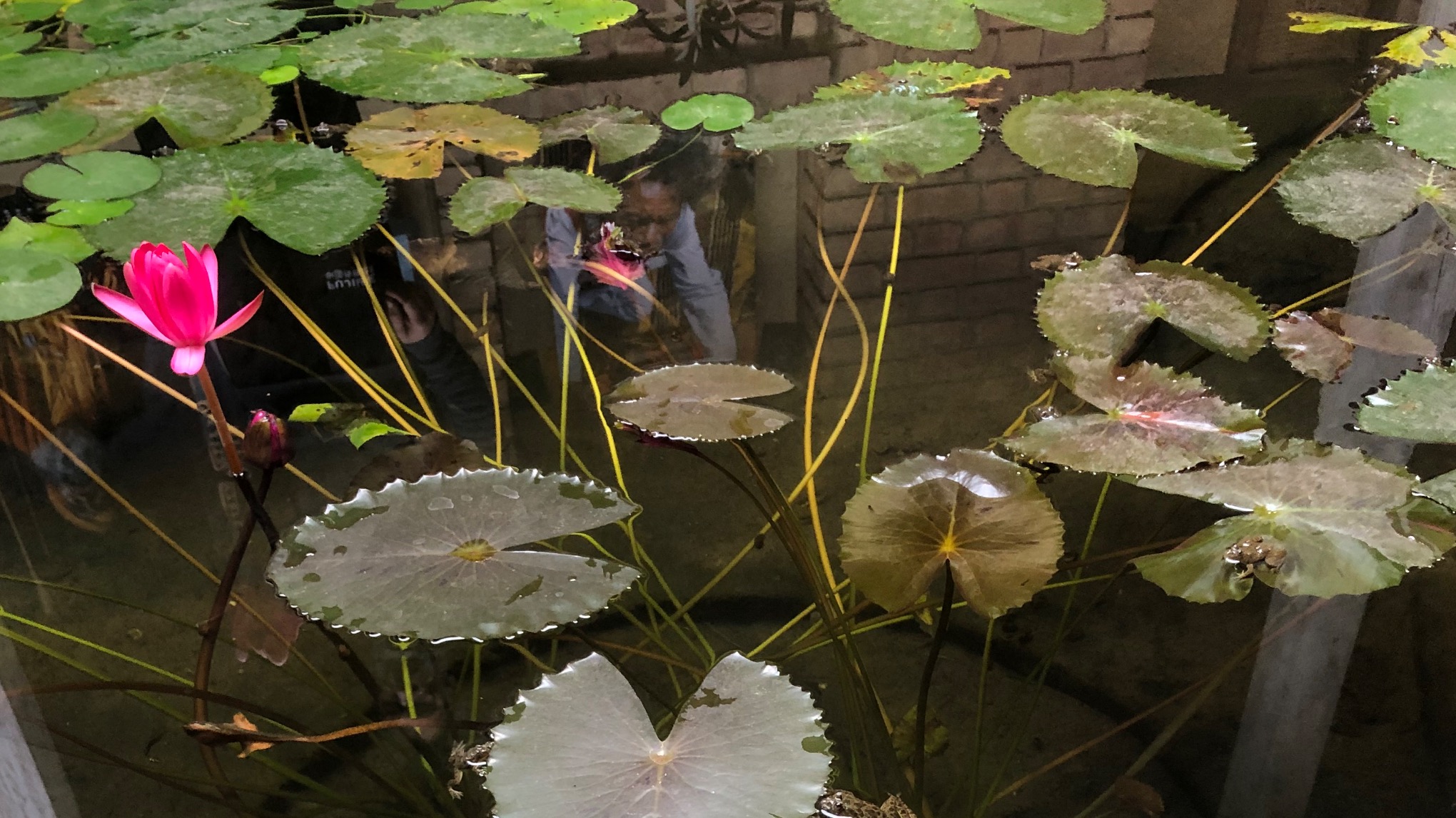 SATSANG & MÉDITATION - Thèmes : nouvelle année, projets et résolutions