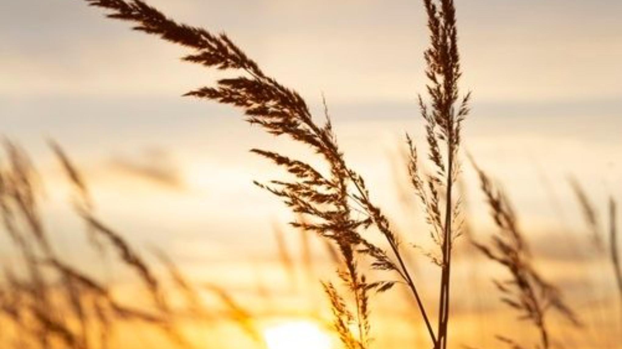 🌿 Retraite Yoga – 2 jours complets : Éveil et ressourcement au printemps