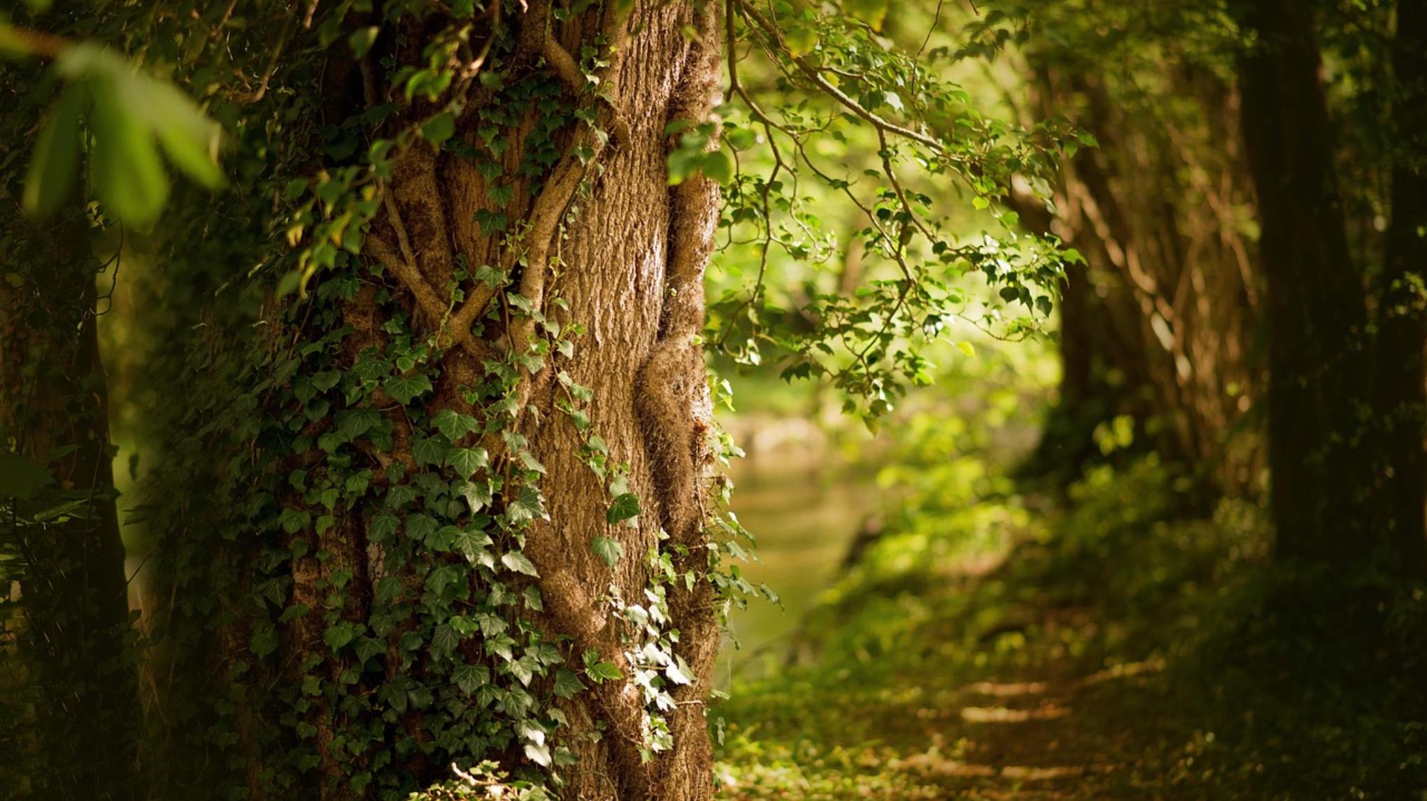 Yoga Nidra Special – Hout Element