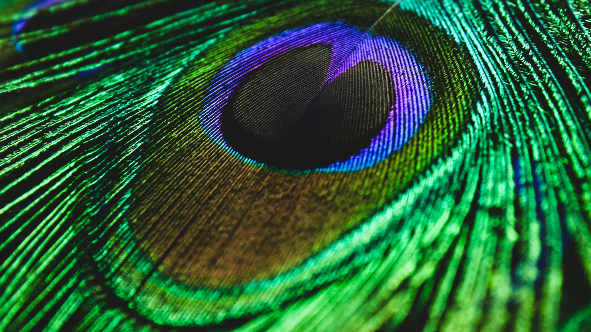 XL CLASS: SPRING BIRDS