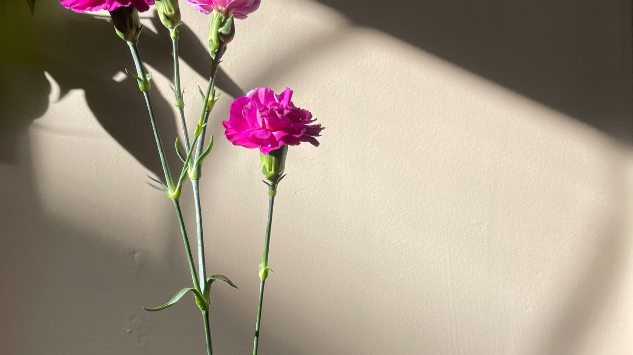 Welcoming Spring, retreat day 🌷