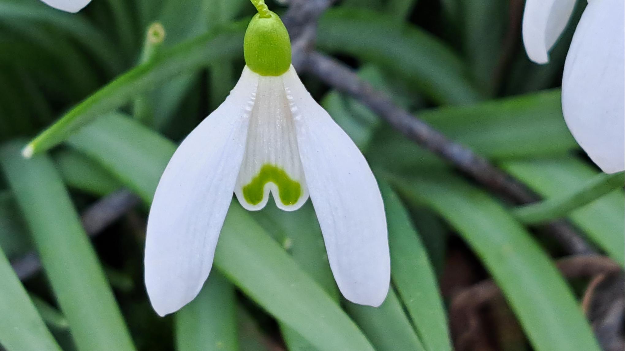 Méditation et plantes sauvages
