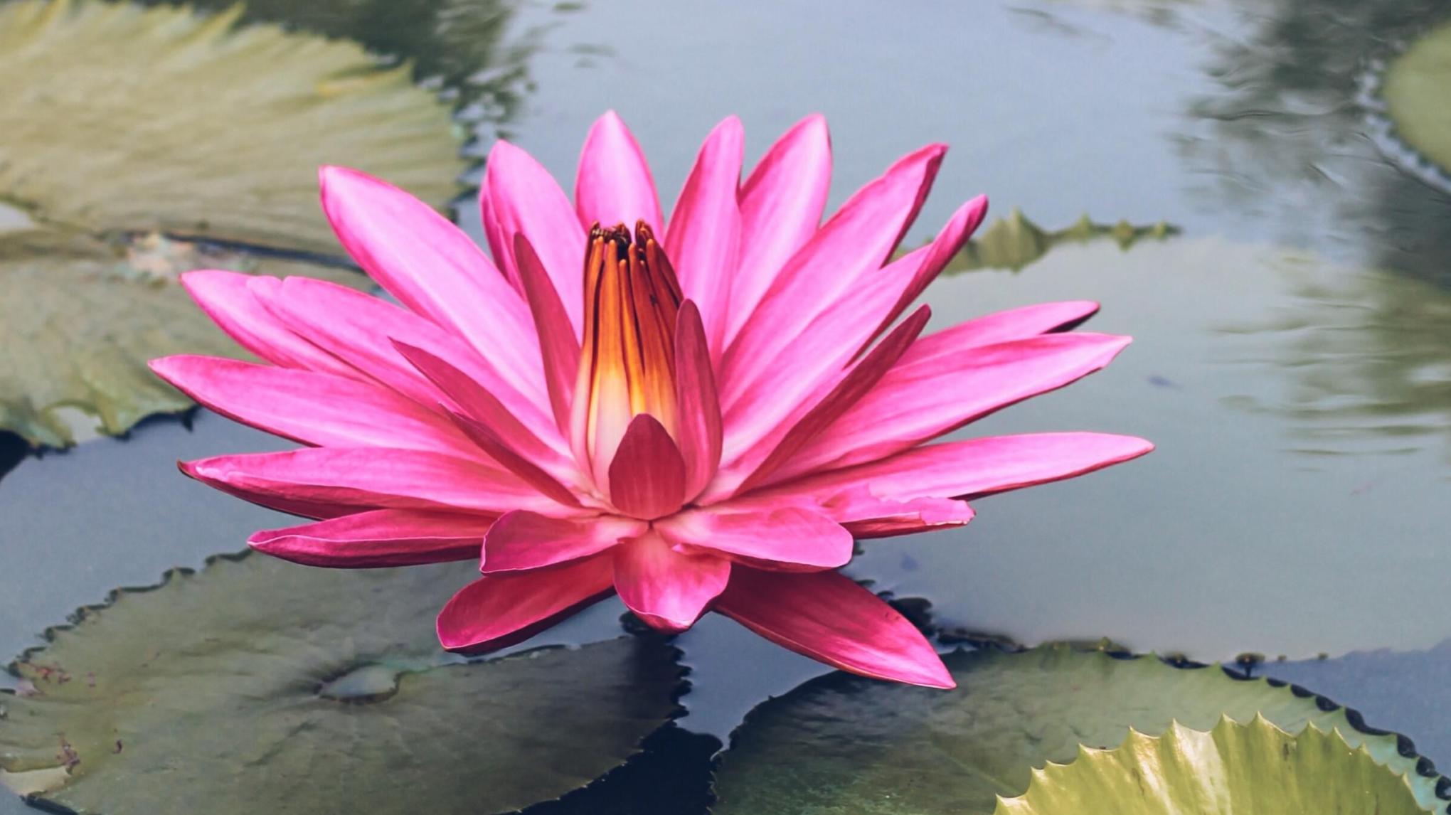 Monthly Meditation Group (By Donation)