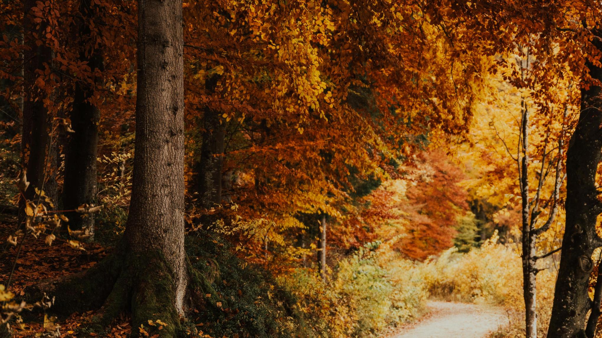 • Autumn Wellness Immersion – Breath, Movement & Sound