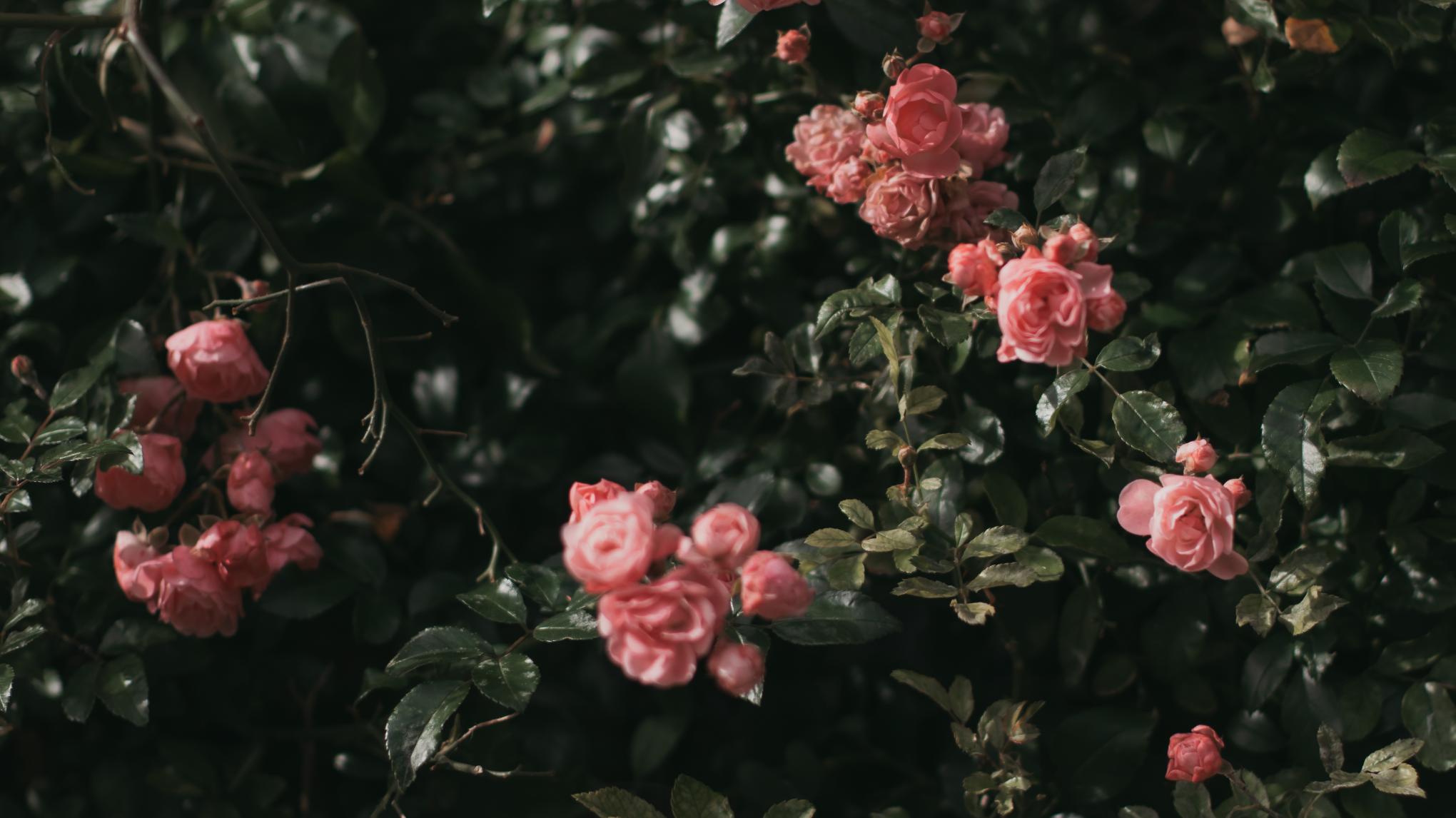 Frühlings-Retreat – Yoga · Klang · Zeit für dich