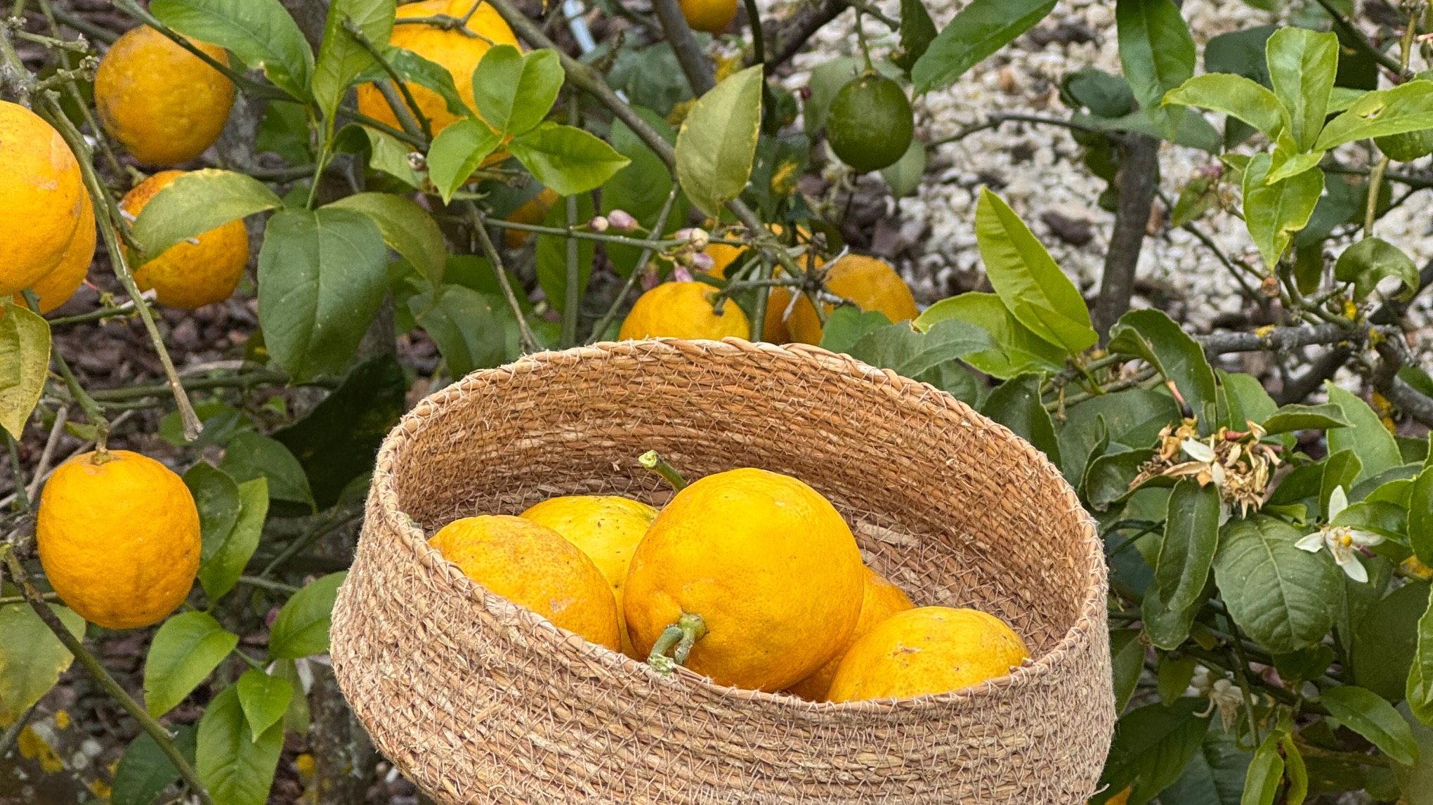 Lua Retreats 🌱🍊 yoga & food - voorjaarseditie 2027 - Burgau, PT