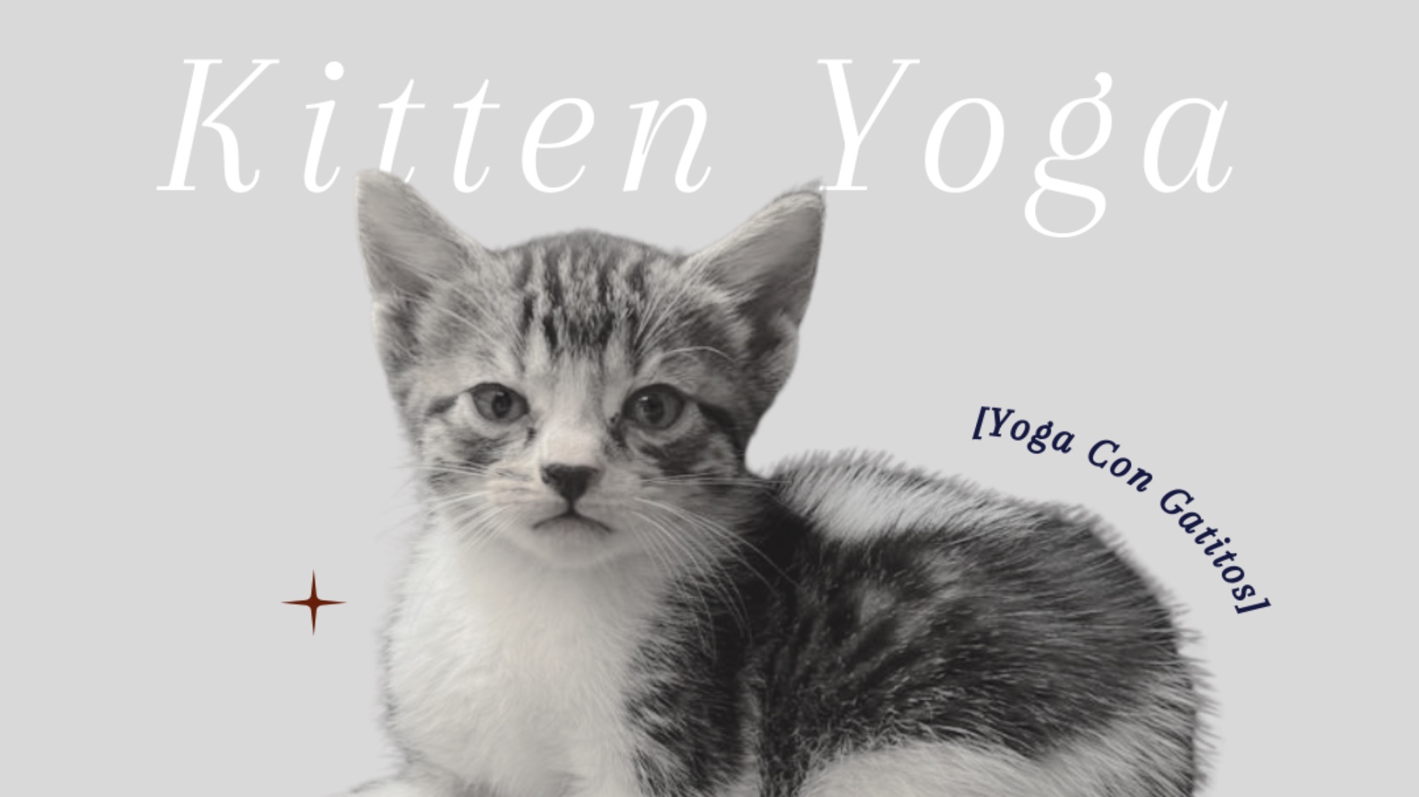 KITTEN YOGA