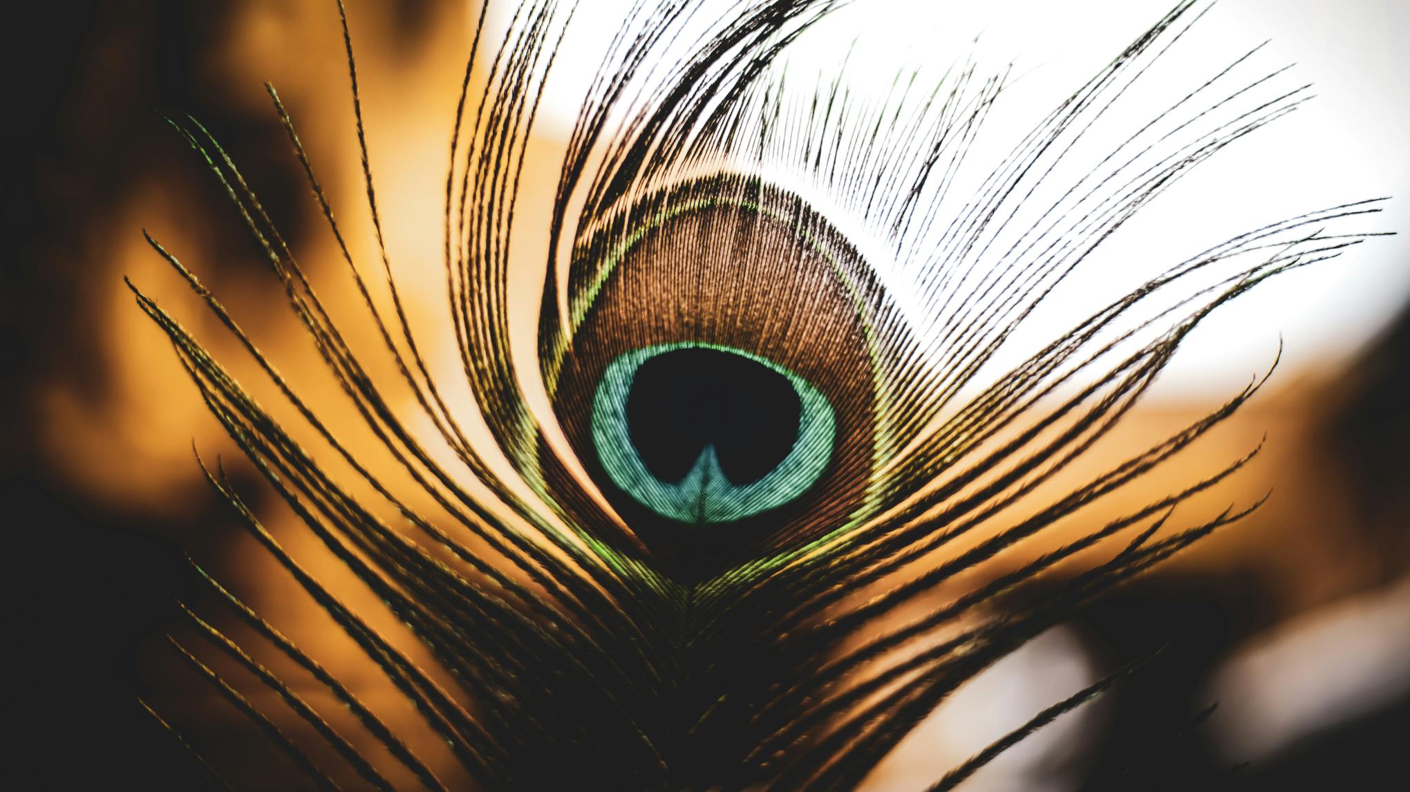 XL CLASS: SPRING BIRDS