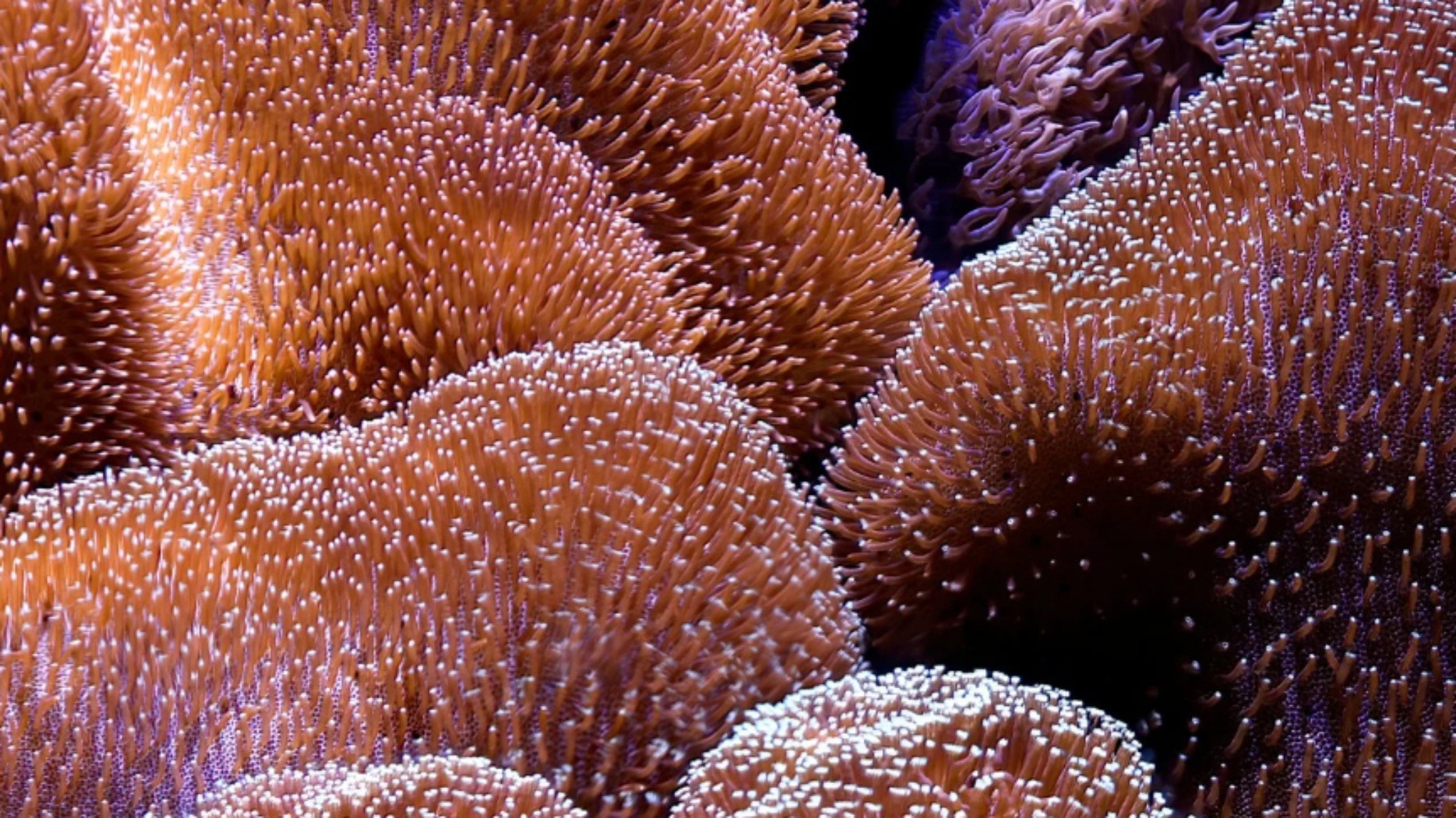 AW: Sip & Mama Yoga 🤰🏻