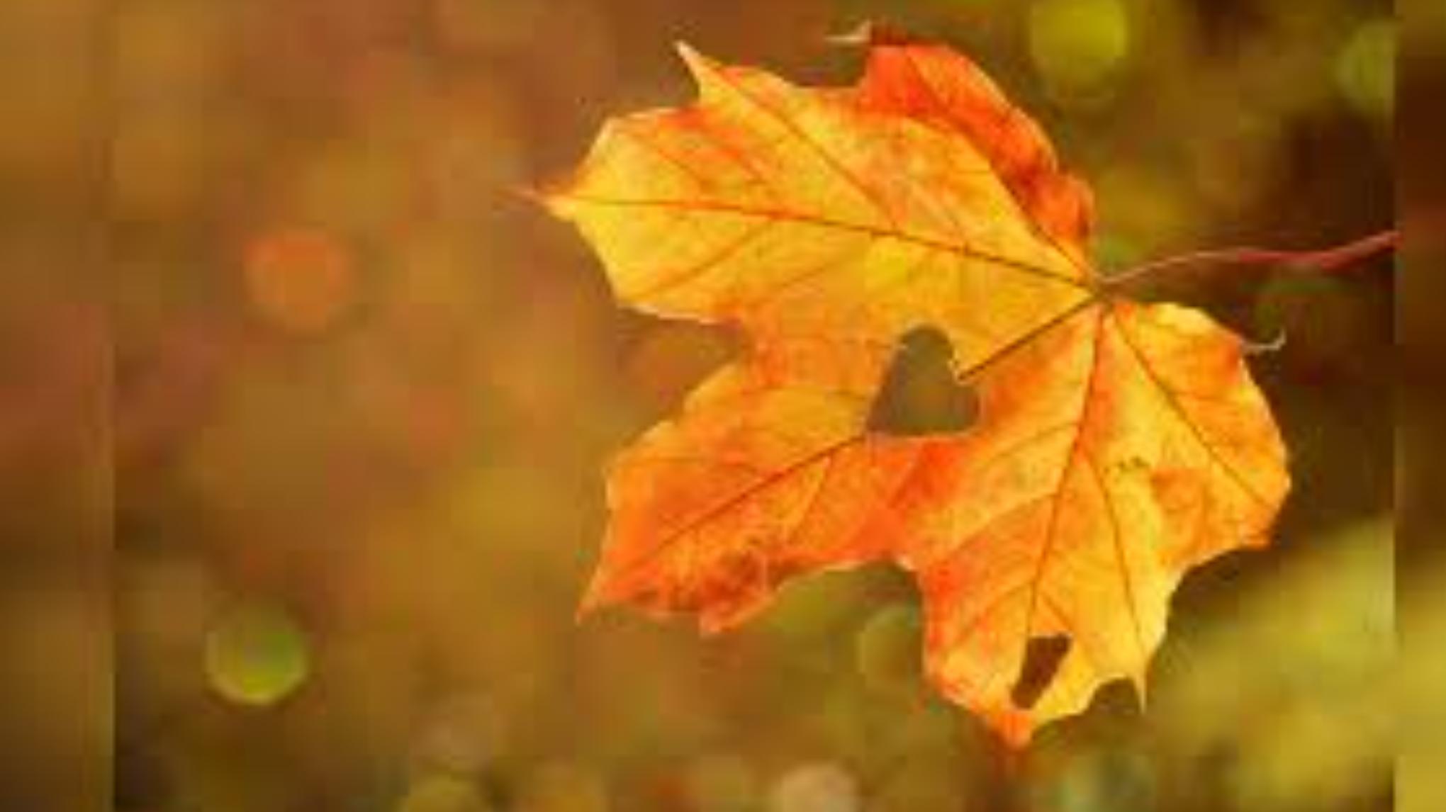 Herfst Yin – Loslaten & Ontspanning