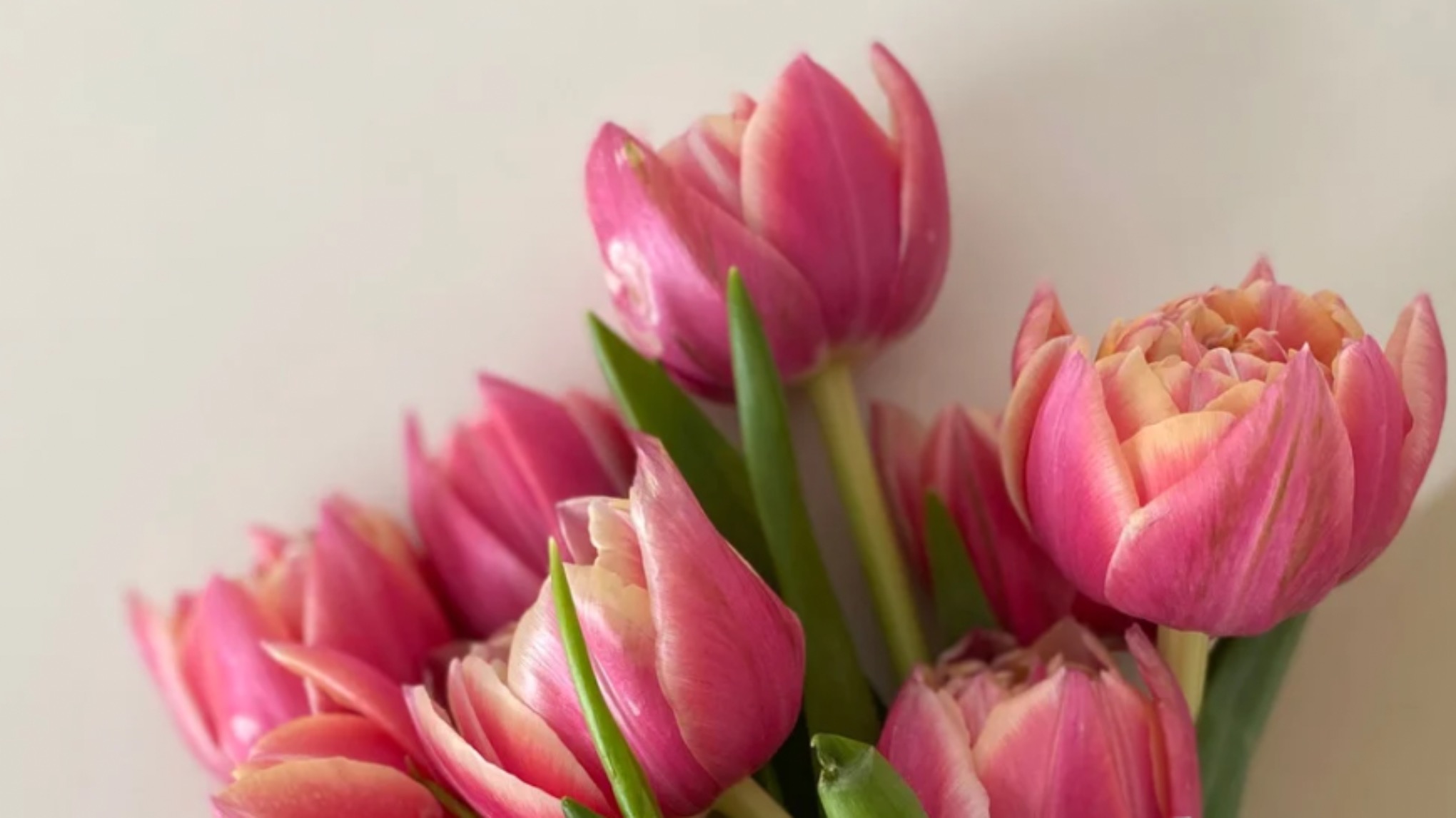 Spring Equinox Gathering 🌱 Tea Ceremony • Sound Bath • Reflective Writing