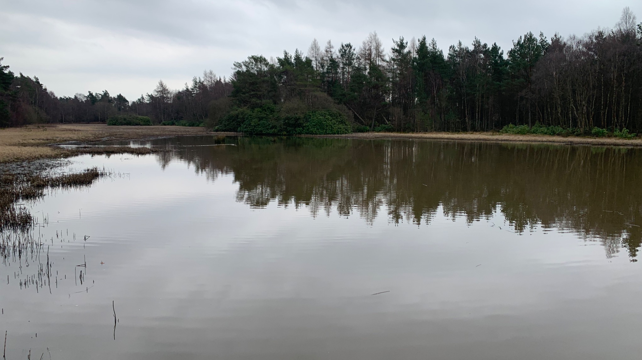 Gimmie Wellbeing - £FREE Devilla Forest escorted woodland walk