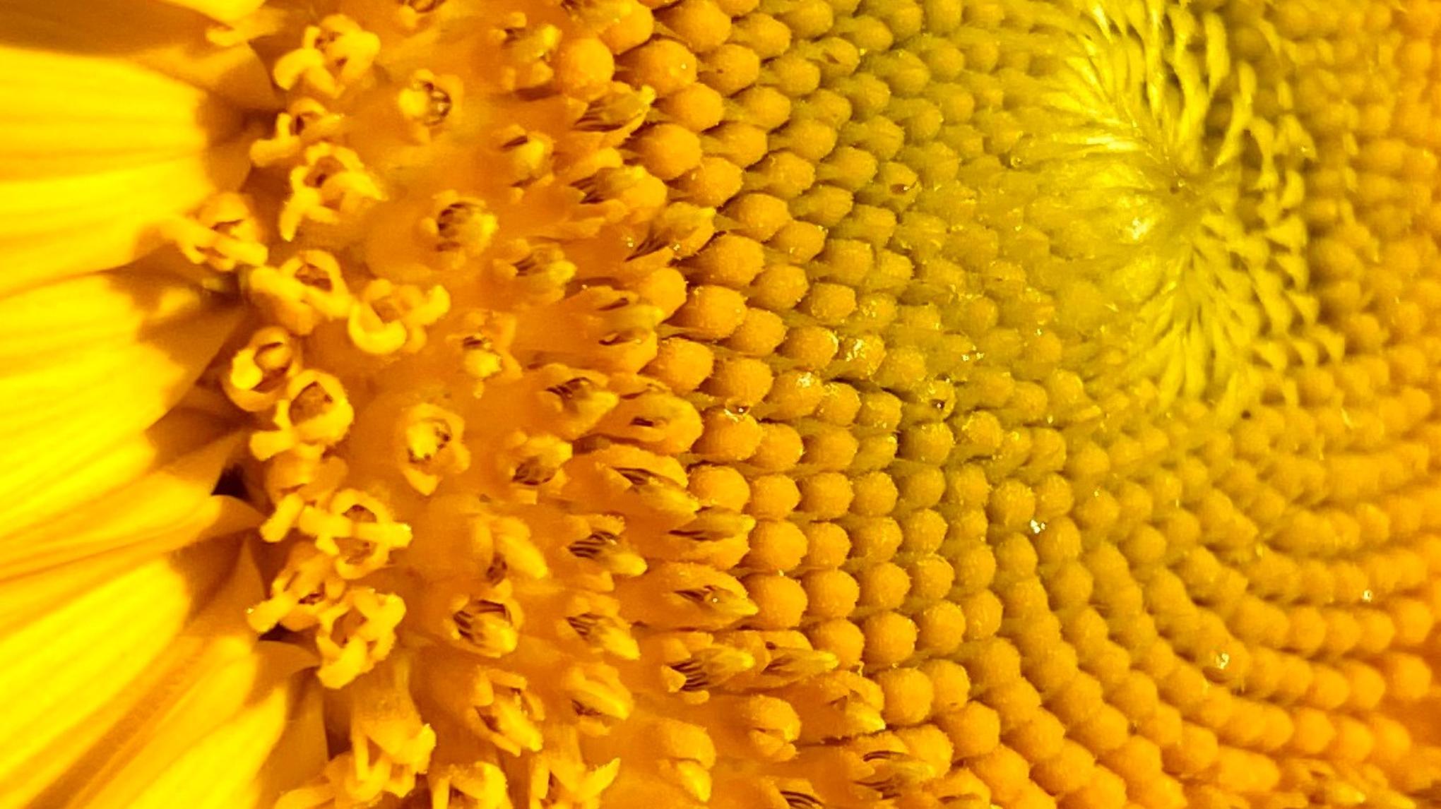 Terug naar jouw natuur - Seizoenssessie -Zomereditie