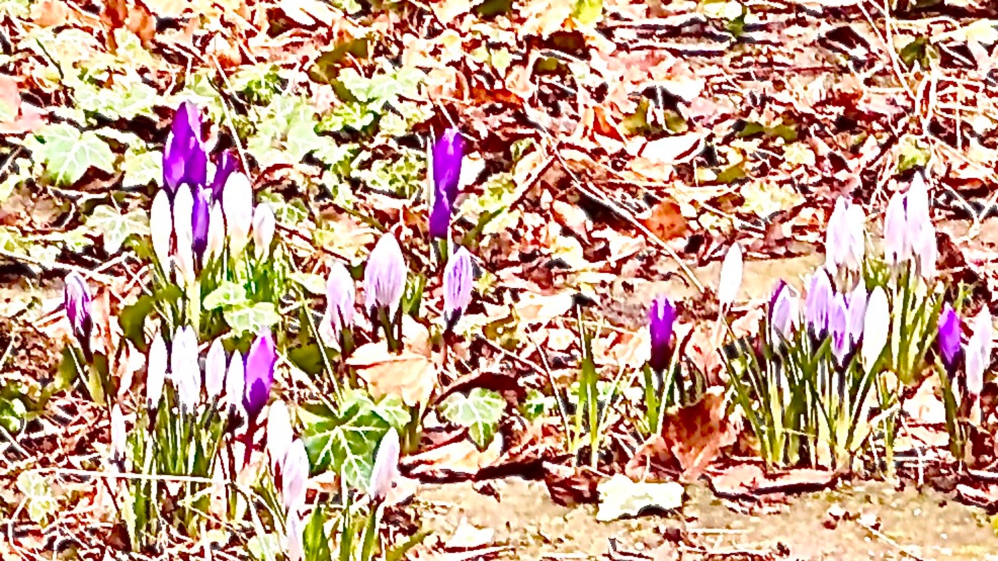 Oplev Sukshma Vyayama & Yoga Nidra – gratis påskegave