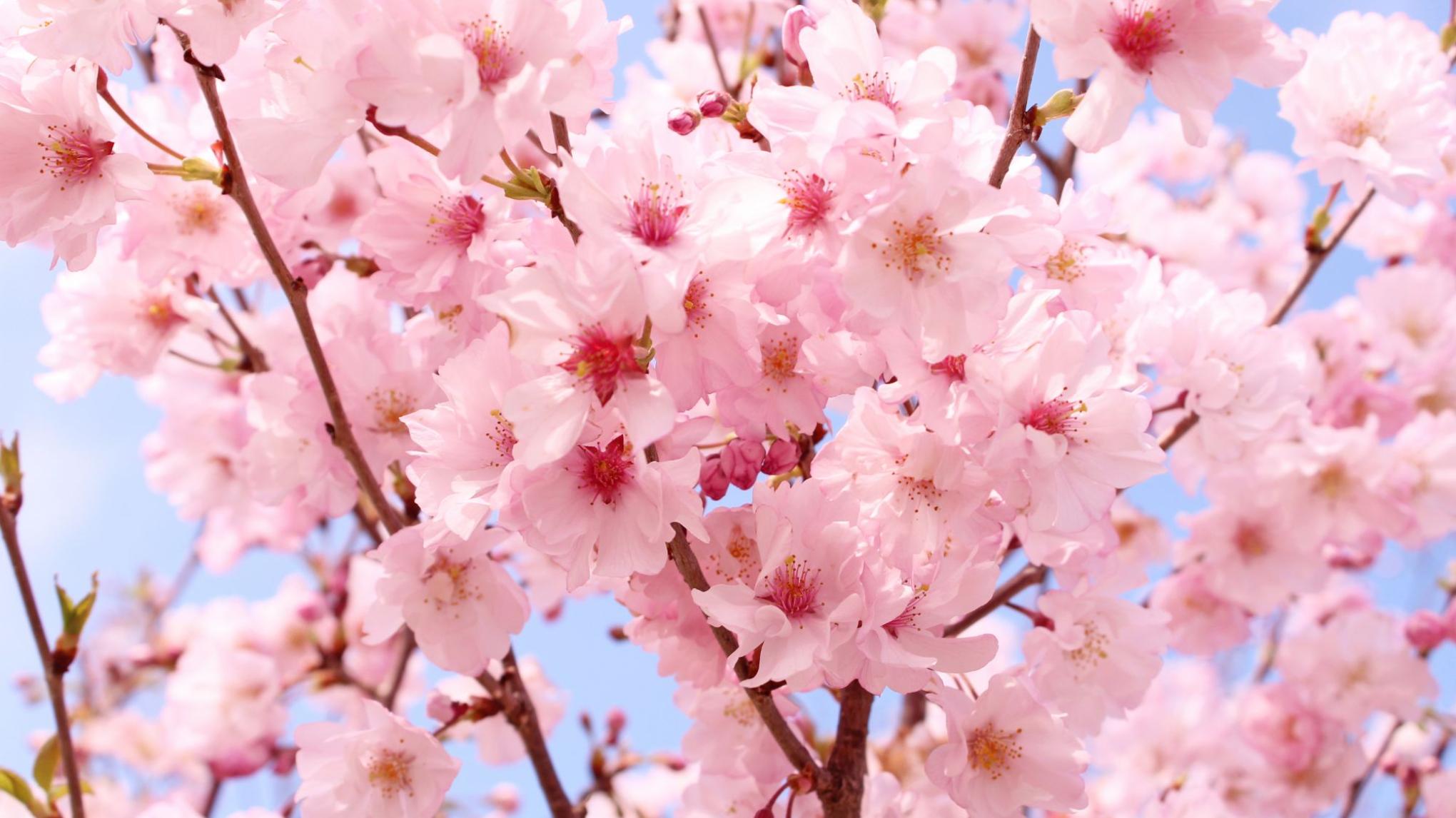 🌸 Atelier Sophrologie & Yoga de la Femme Spécial (pré)ménopause