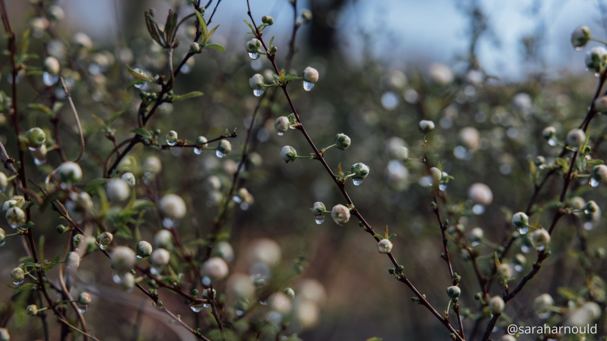 IMMERSION INSPIRANTE DANS LES LANDES