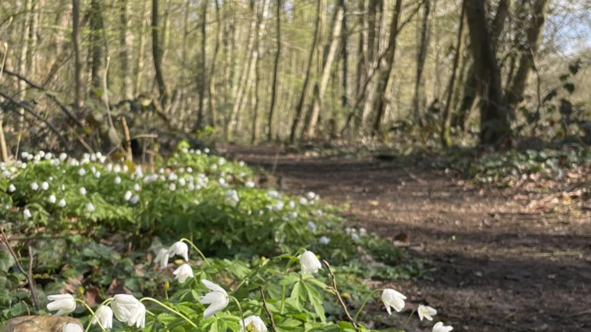 Pure Moves Wandeling 19.04.26