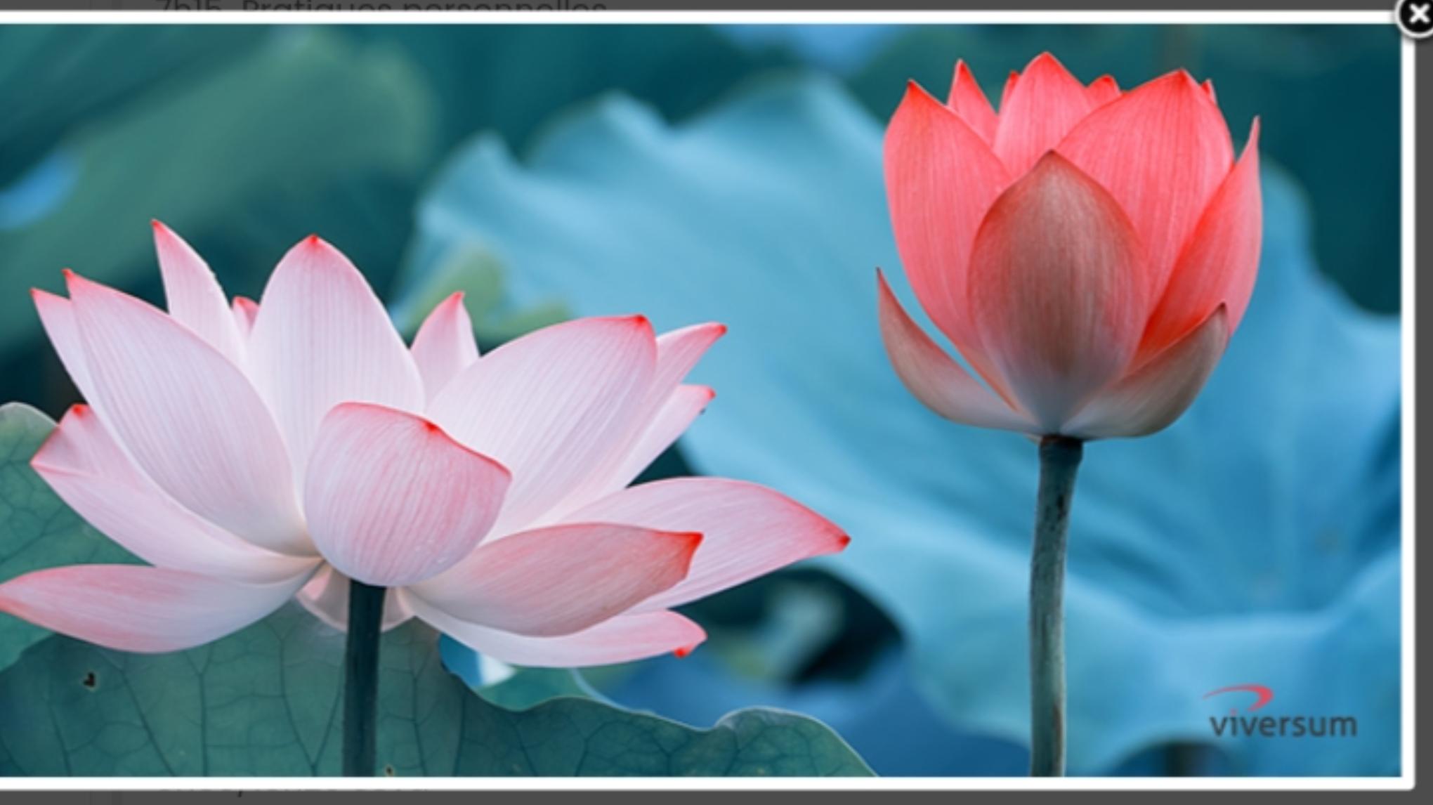 Une semaine de ressourcement : méditations, yoga, entretien personnalisé