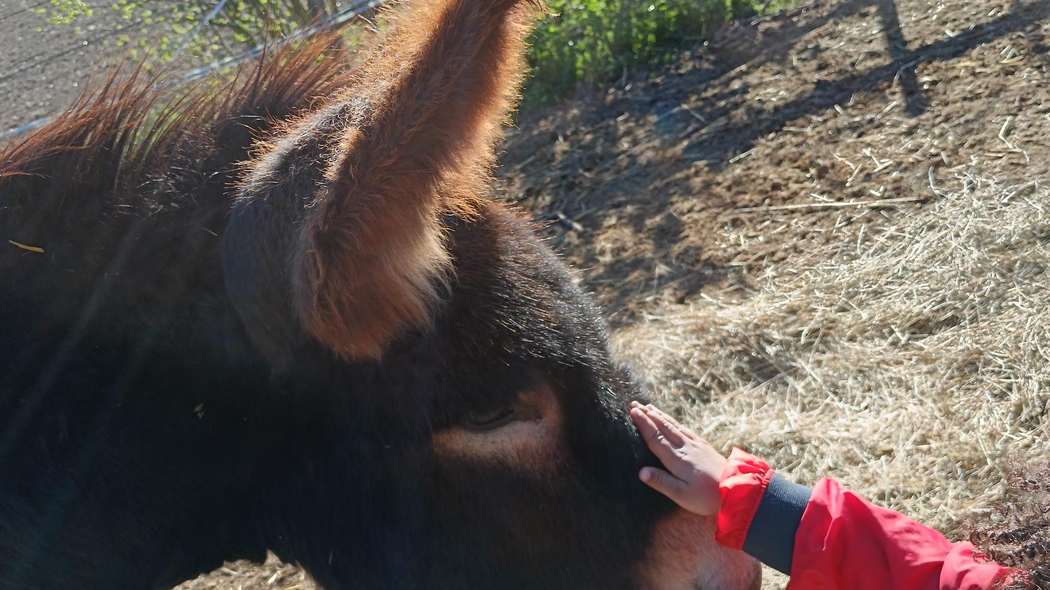 Reconnexion - Retraite du 6 juin - Yoga • Flow Arts • Sonothérapie • Ânes