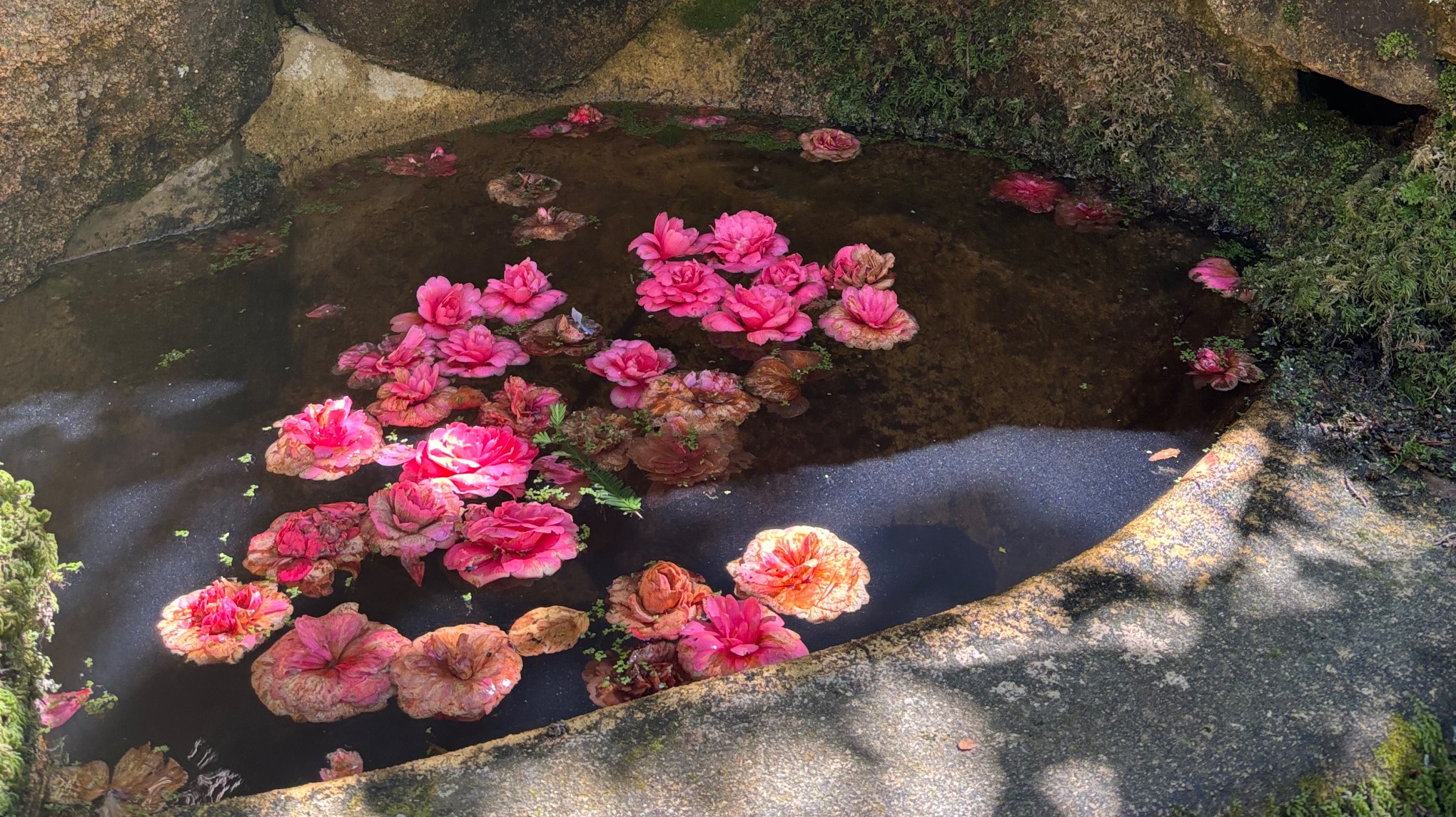 Restful yoga & sound bath.