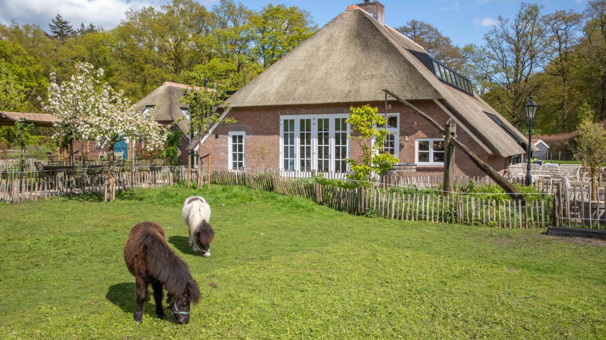 Zomer Yoga Retreat: Ruimte om te voelen