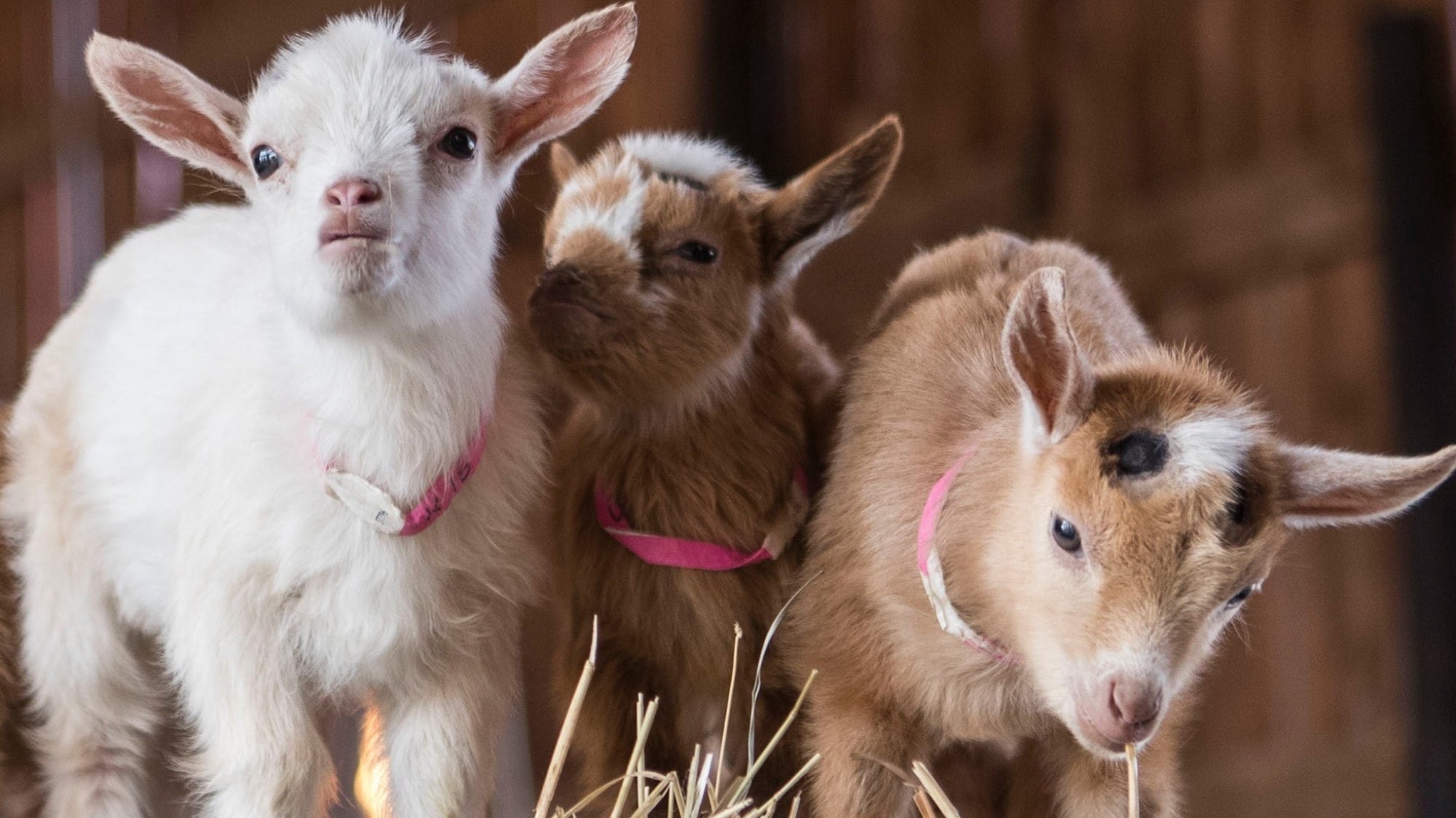 Goat Yoga & Farm Experience🐐Benefit for Outdoor Adventuring For Good