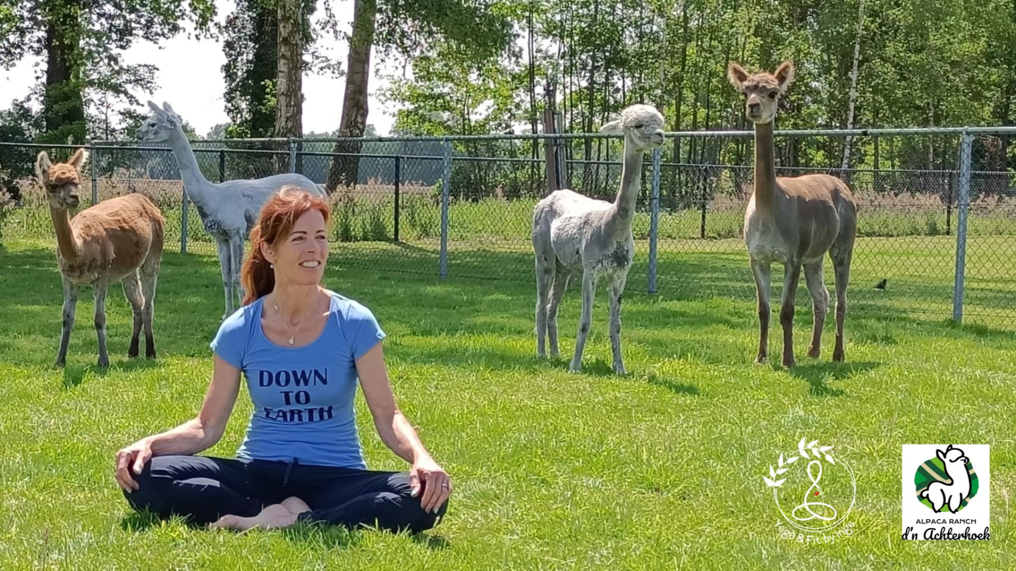 Yoga tussen de Alpaca's