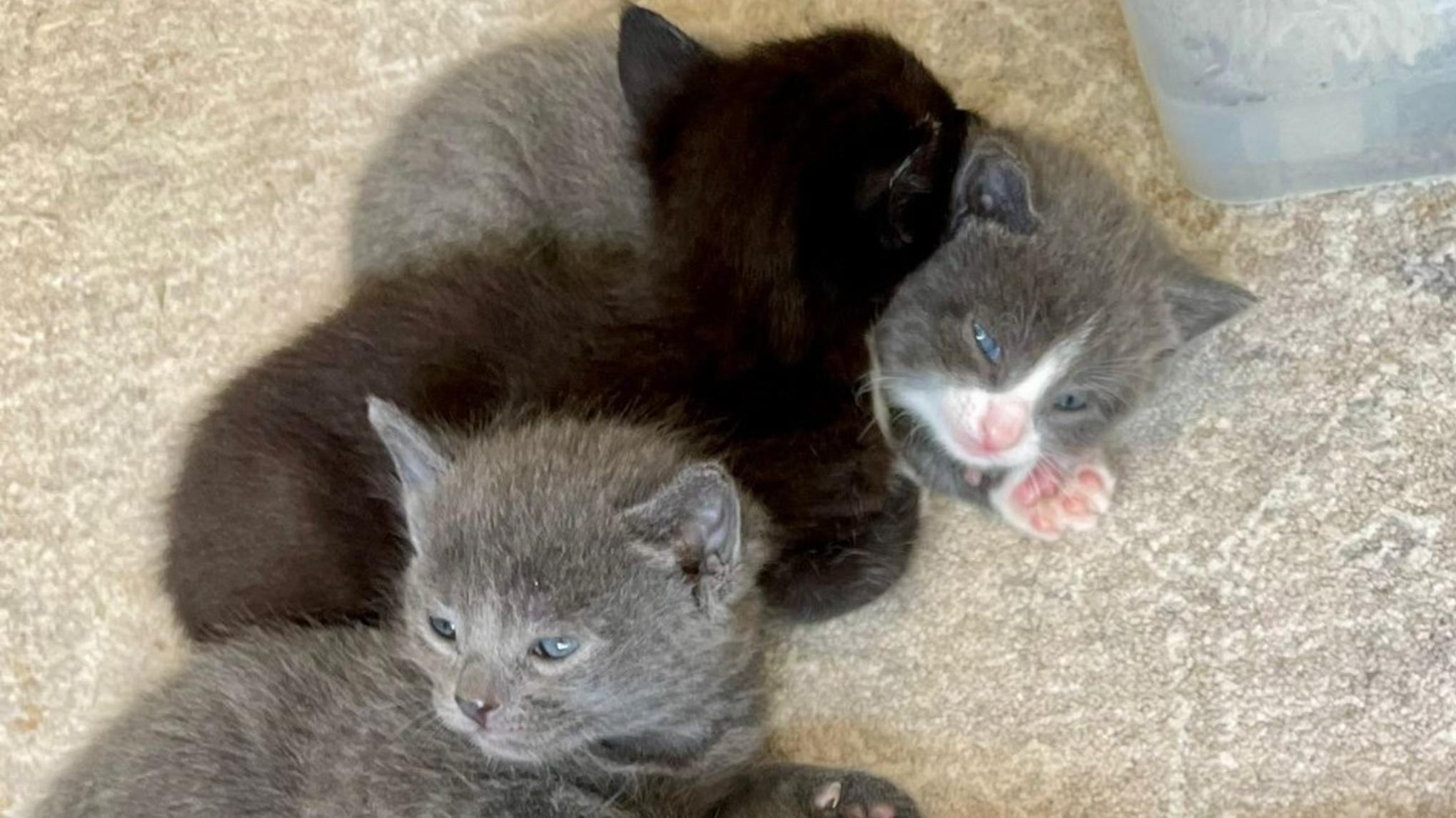 Kitten Yoga Class