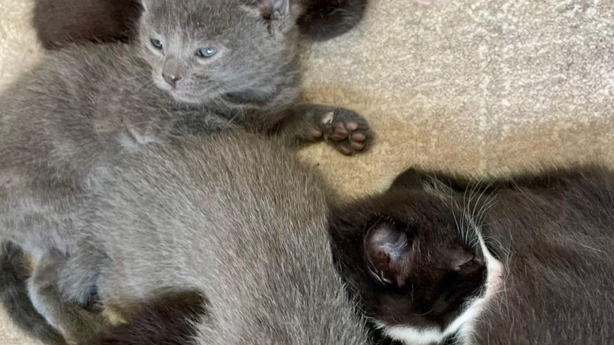Kitten Yoga Class