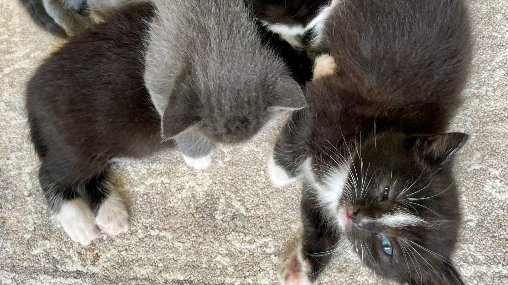 Kitten Yoga Class