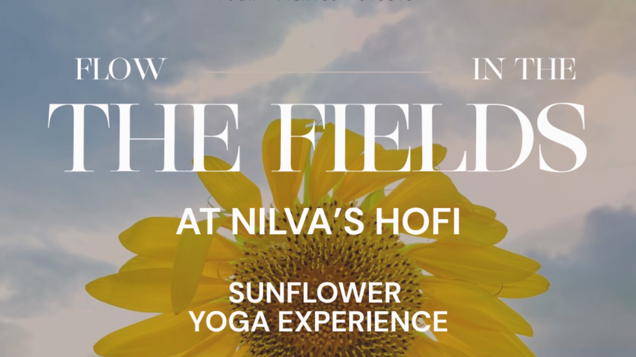 Flow in the Fields 🌻✨ Sunflower Yoga Experience