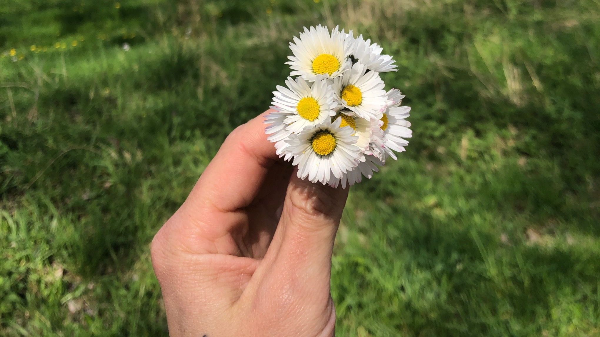 Wildpluk wandeling met Sara (A Wild Way)