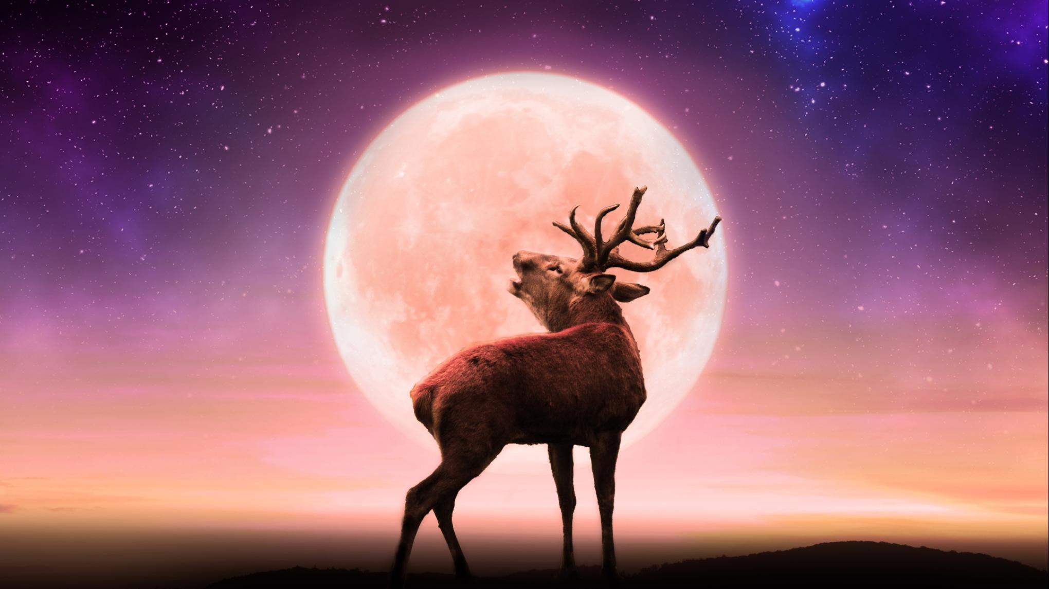 Volle Maan wandeling + astrologie workshop