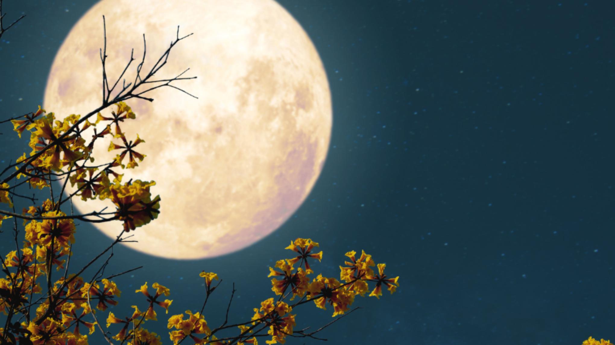 Full Moon Yin ~ Nidra & Klankschalen