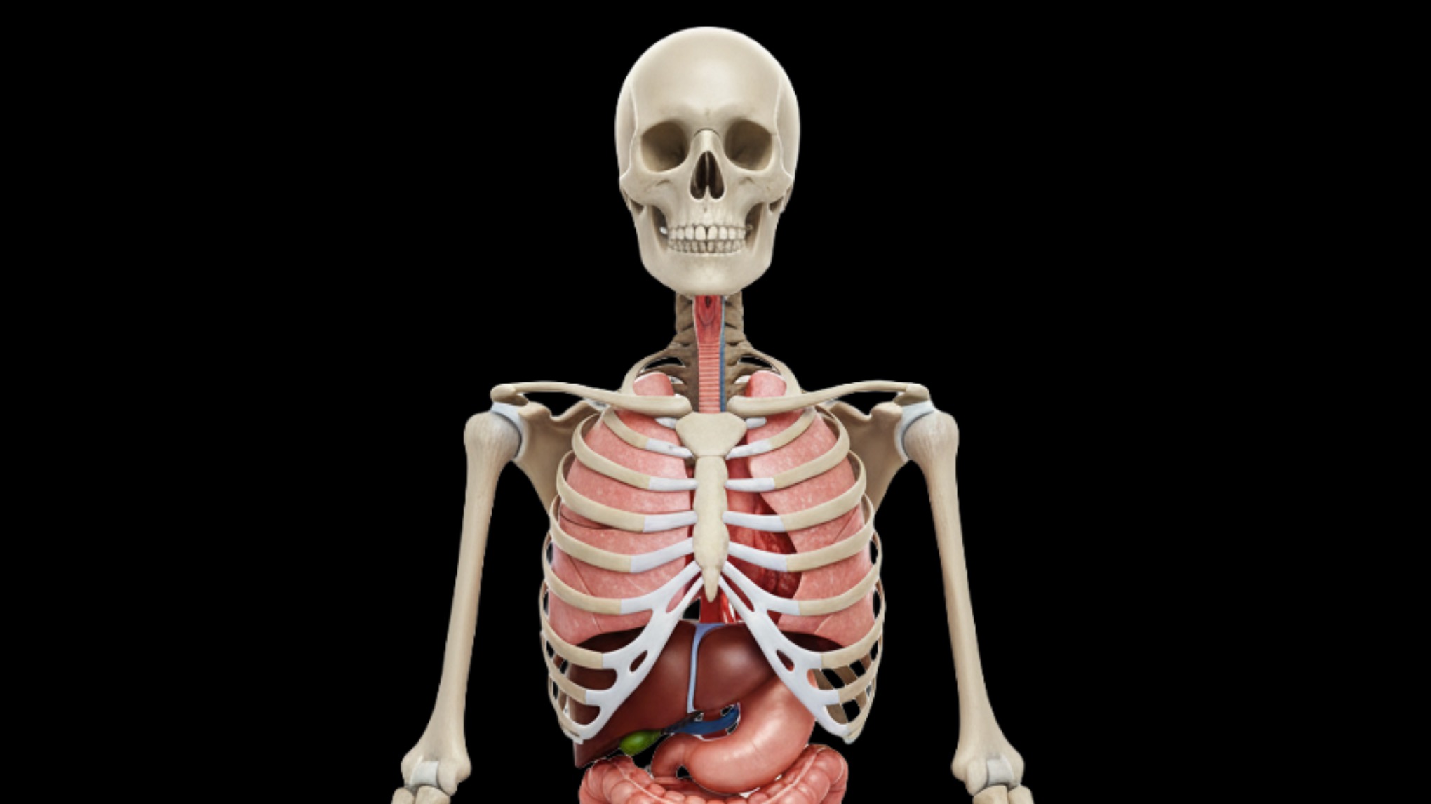 Unlocking Your Body’s Potential: Shoulders