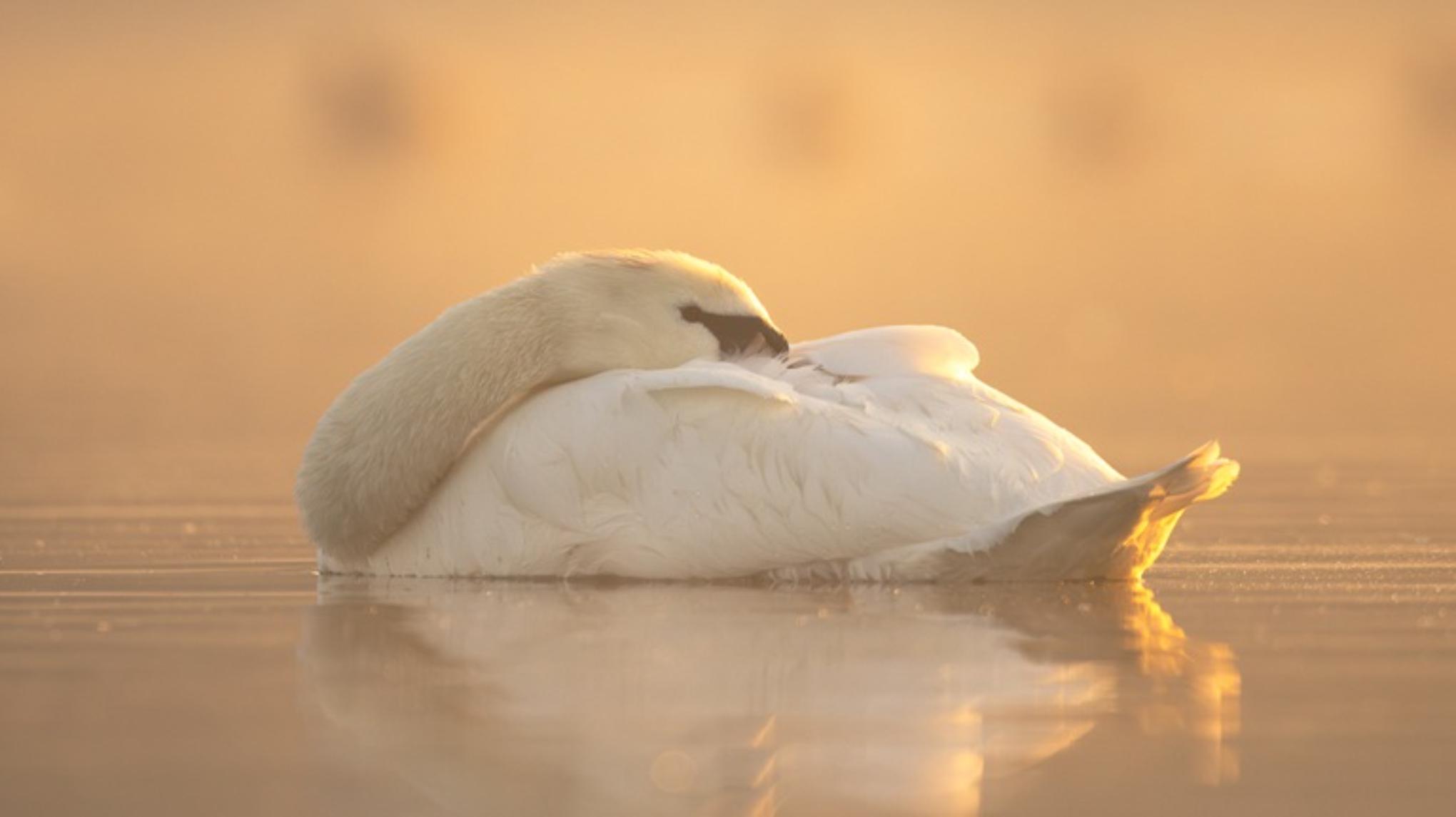 Restorative & yoga Nidra