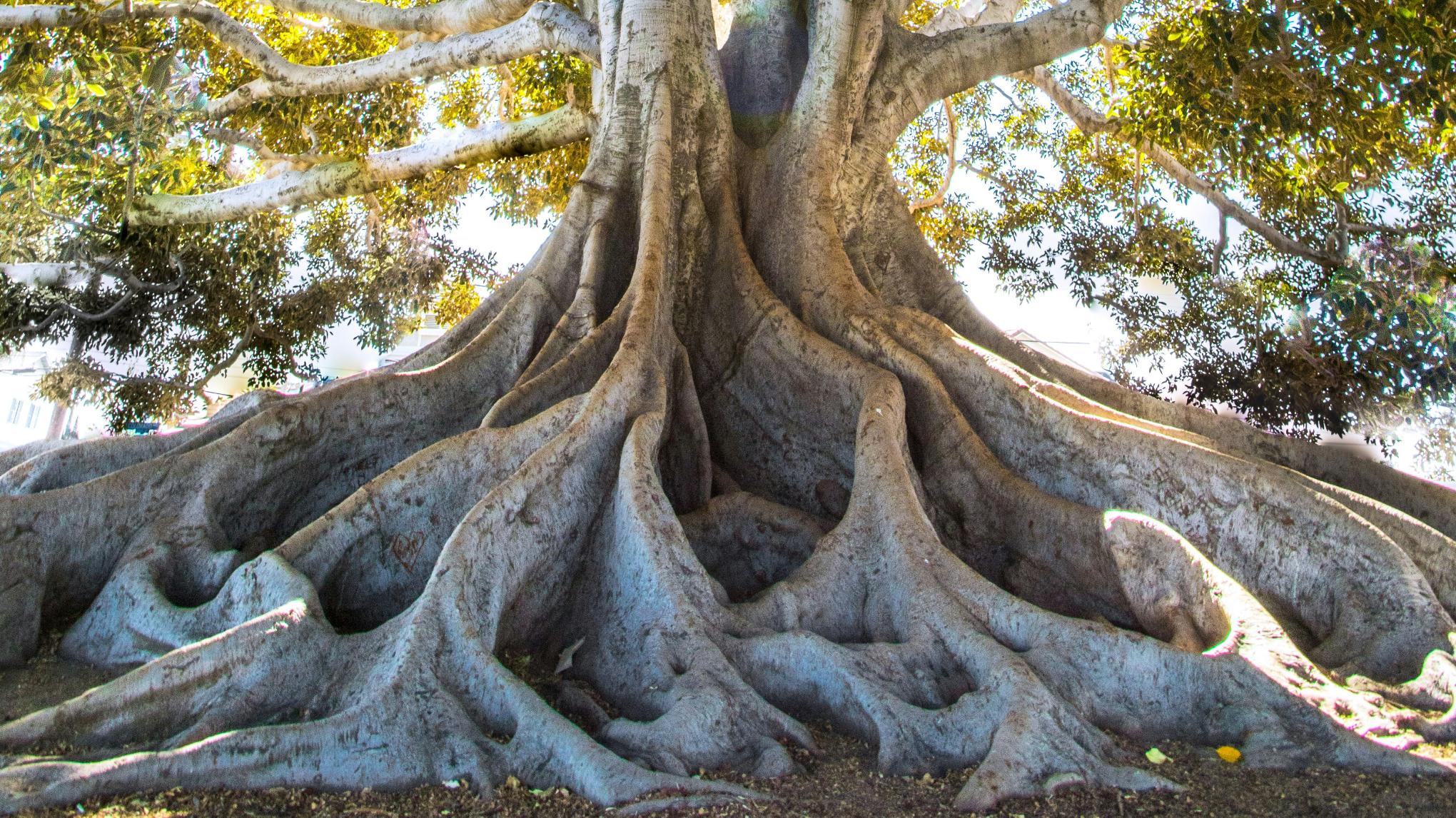 Rooted: sentirsi in sicurezza - percorso intero