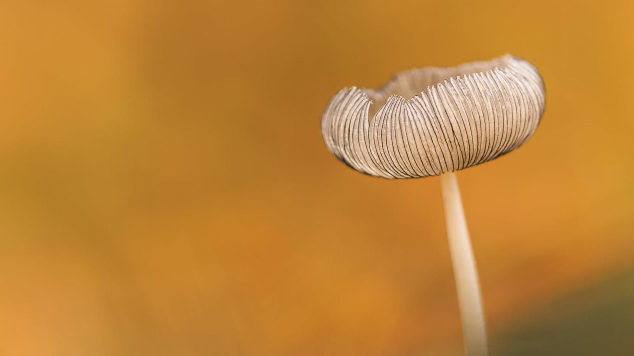 Yin yoga workshop-Herfst