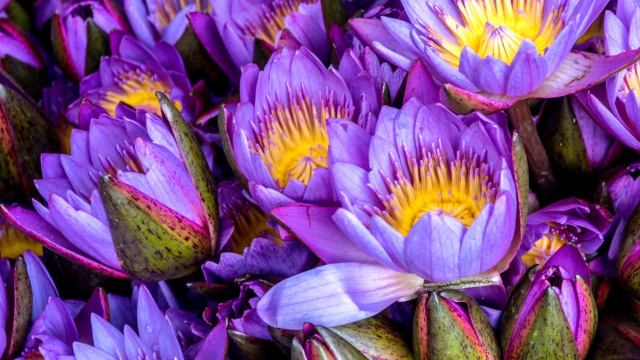 Yin yoga XXL - Blauwe lotus ceremonie - oktober