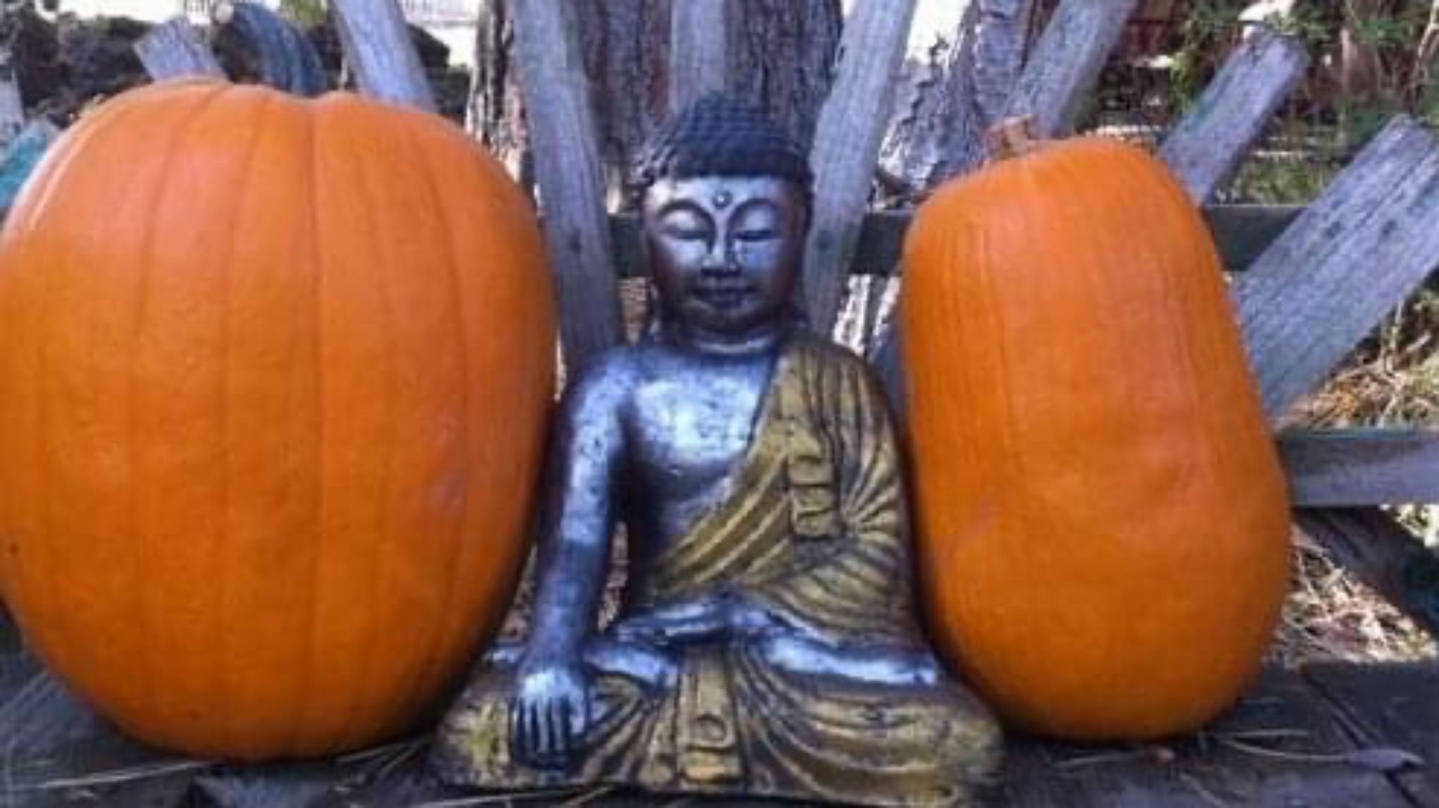 FREE YOGA thanksgiving day