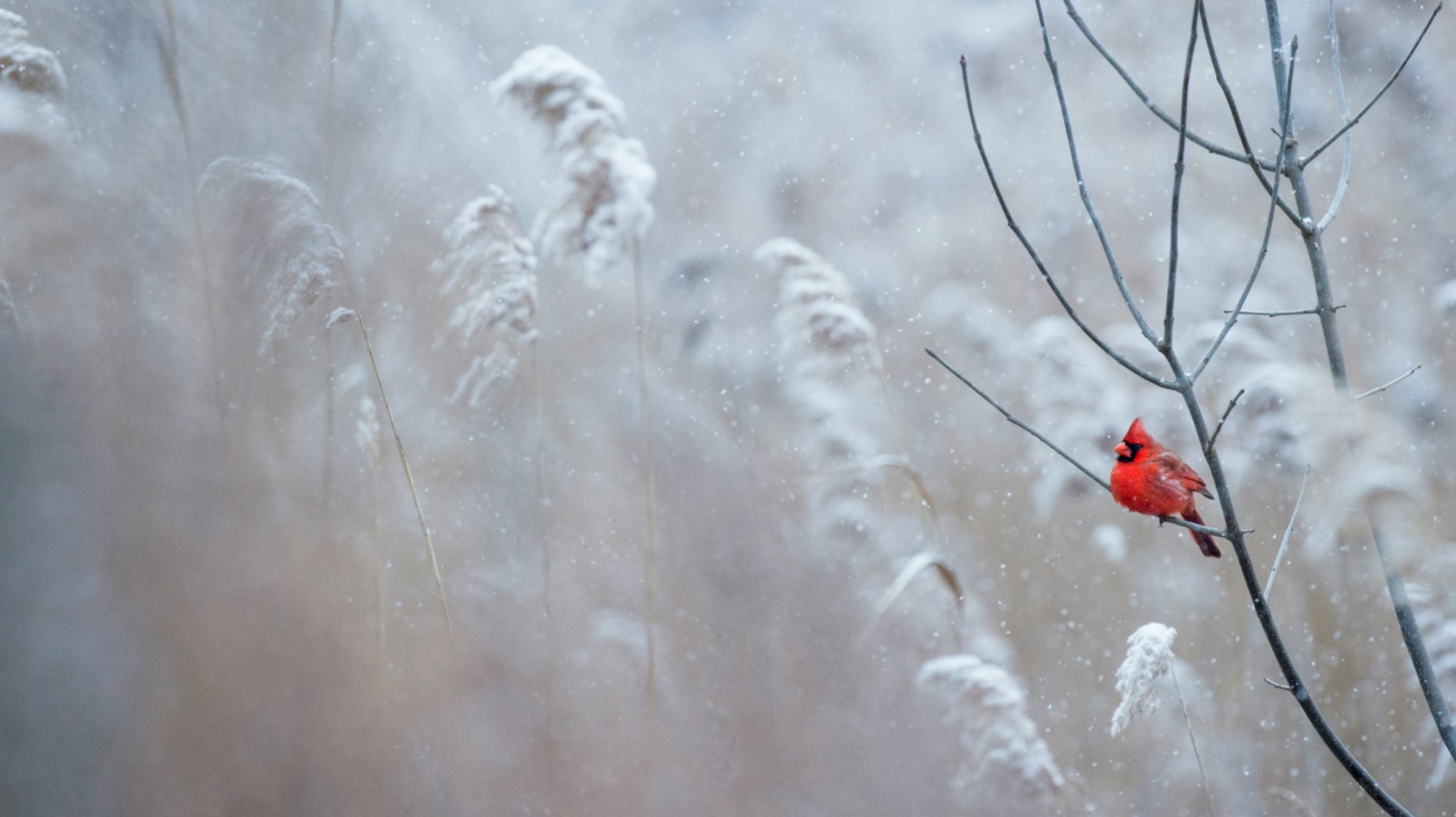Deep Rest, Renewal & Becoming -  Yoga Nidra Winter Sleep & Massage